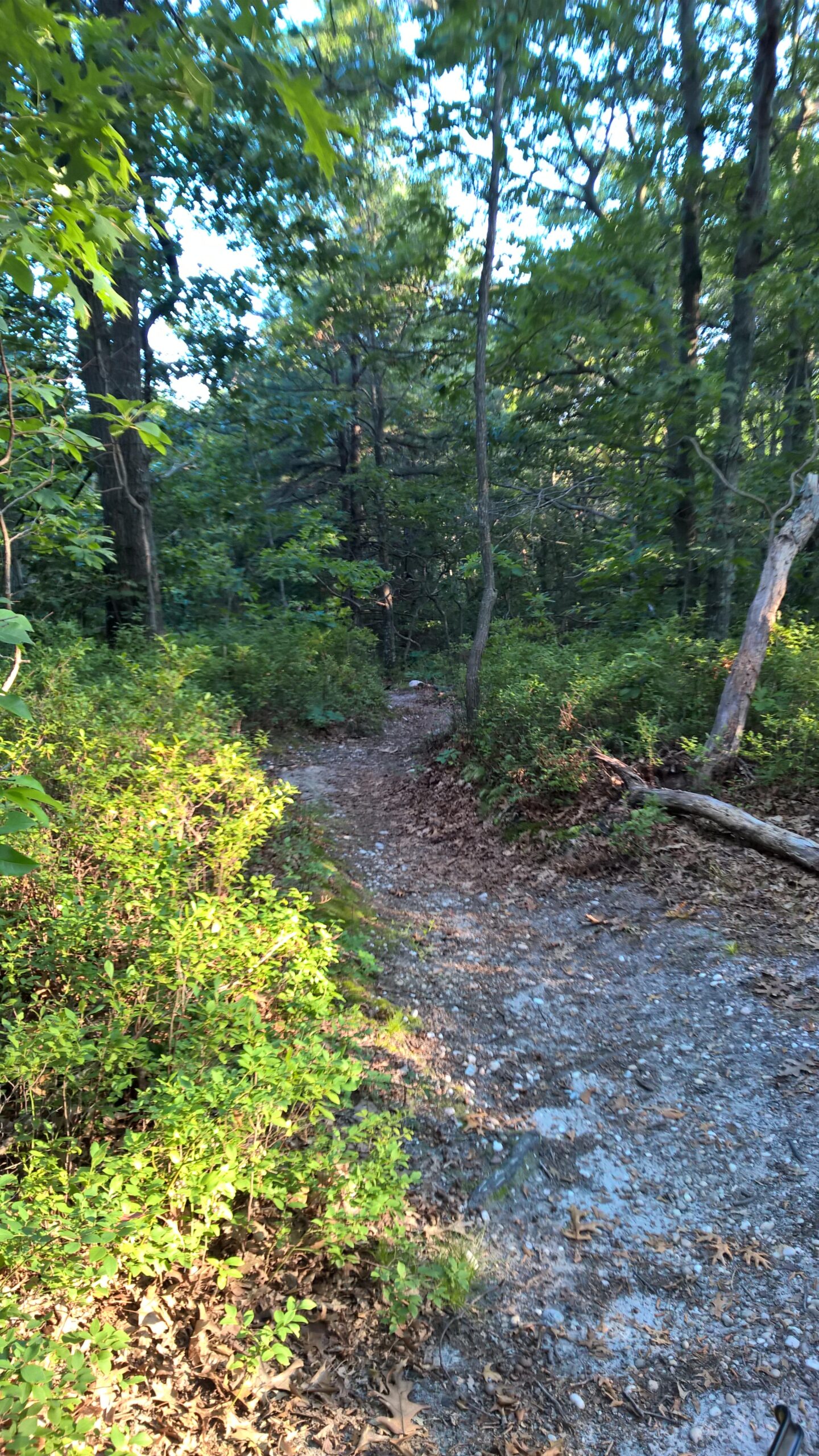 A narrow trail winding through a lush forest, surrounded by green foliage and trees, with fallen leaves scattered along the ground. The path leads further into the greenery, creating an inviting and serene atmosphere. Rocky Point mountain bike trail.