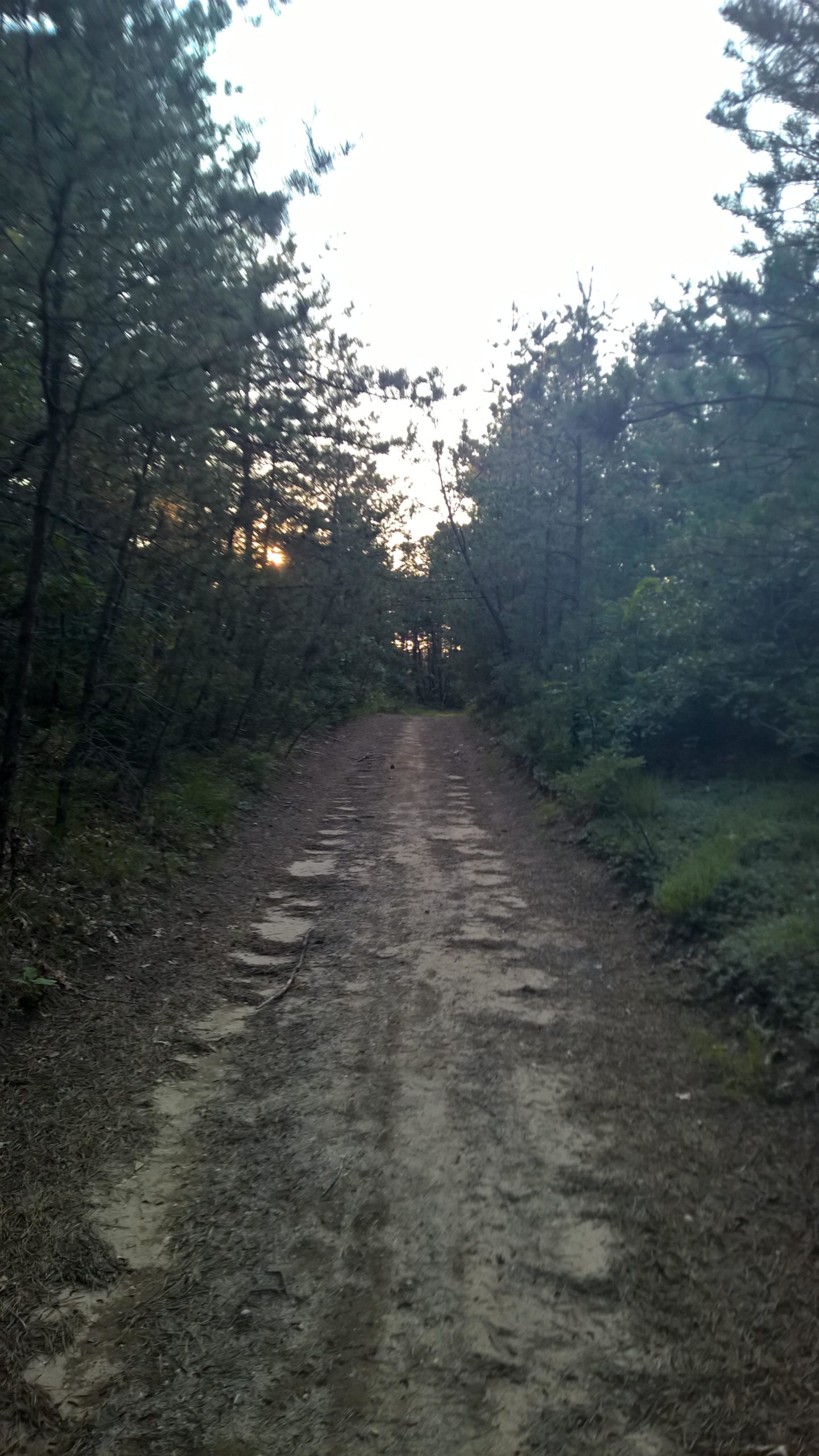 A dirt path winding through a wooded area, flanked by tall trees, with sunlight peeking through the foliage in the distance. The scene reflects a tranquil, natural setting. Rocky Point mountain bike trail.