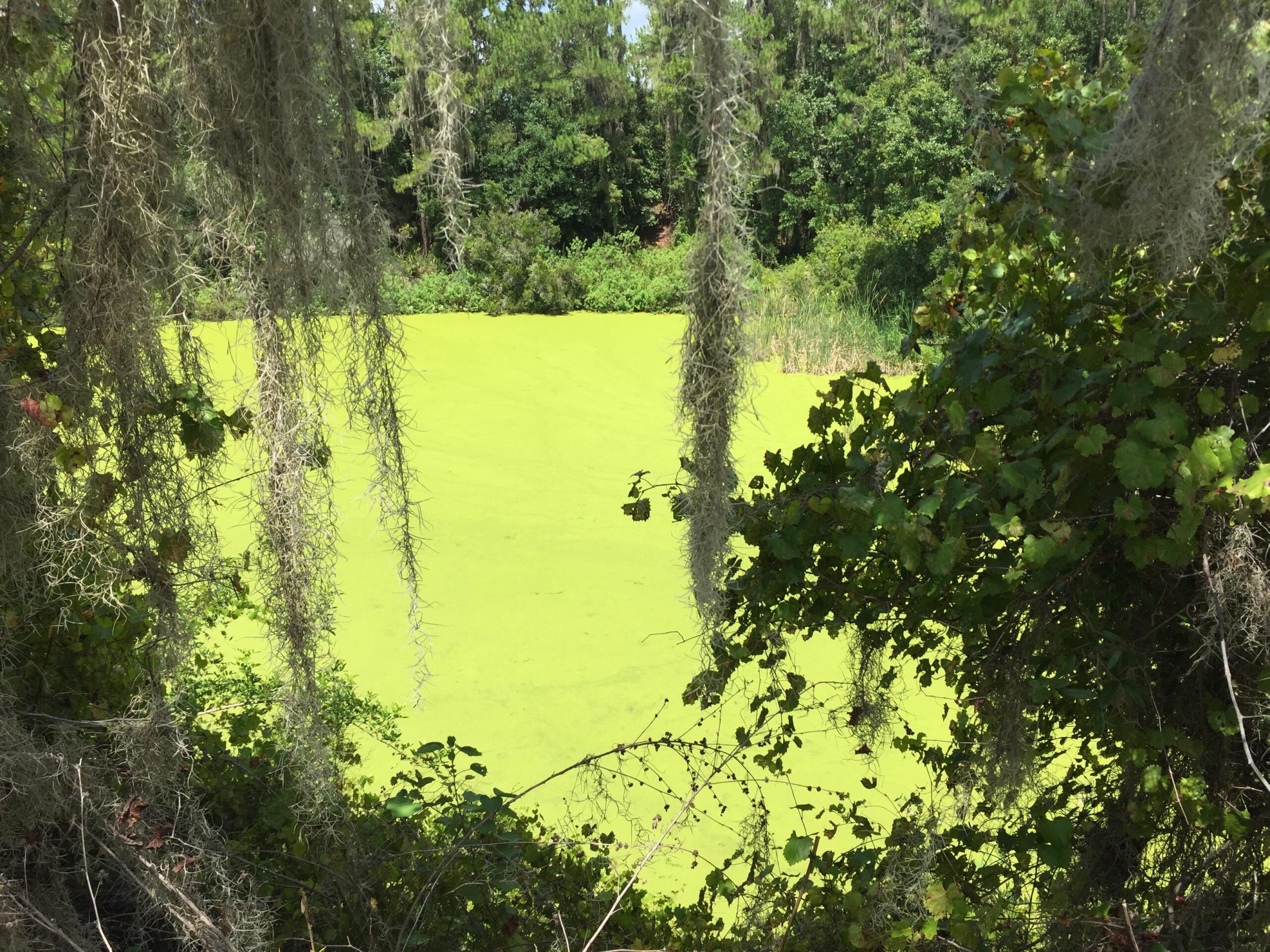 A serene view of a pond covered in bright green algae, framed by hanging Spanish moss and lush greenery on the banks. The background features dense trees, creating a peaceful natural setting. Balm Boyette Scrub Preserve mountain bike trail.