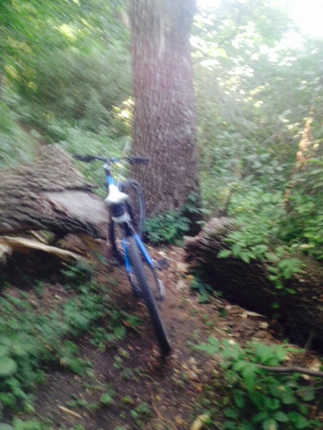 A blurry photograph of a blue mountain bike leaning against a large tree in a dense, green forest area, surrounded by fallen logs and lush vegetation. Grandma