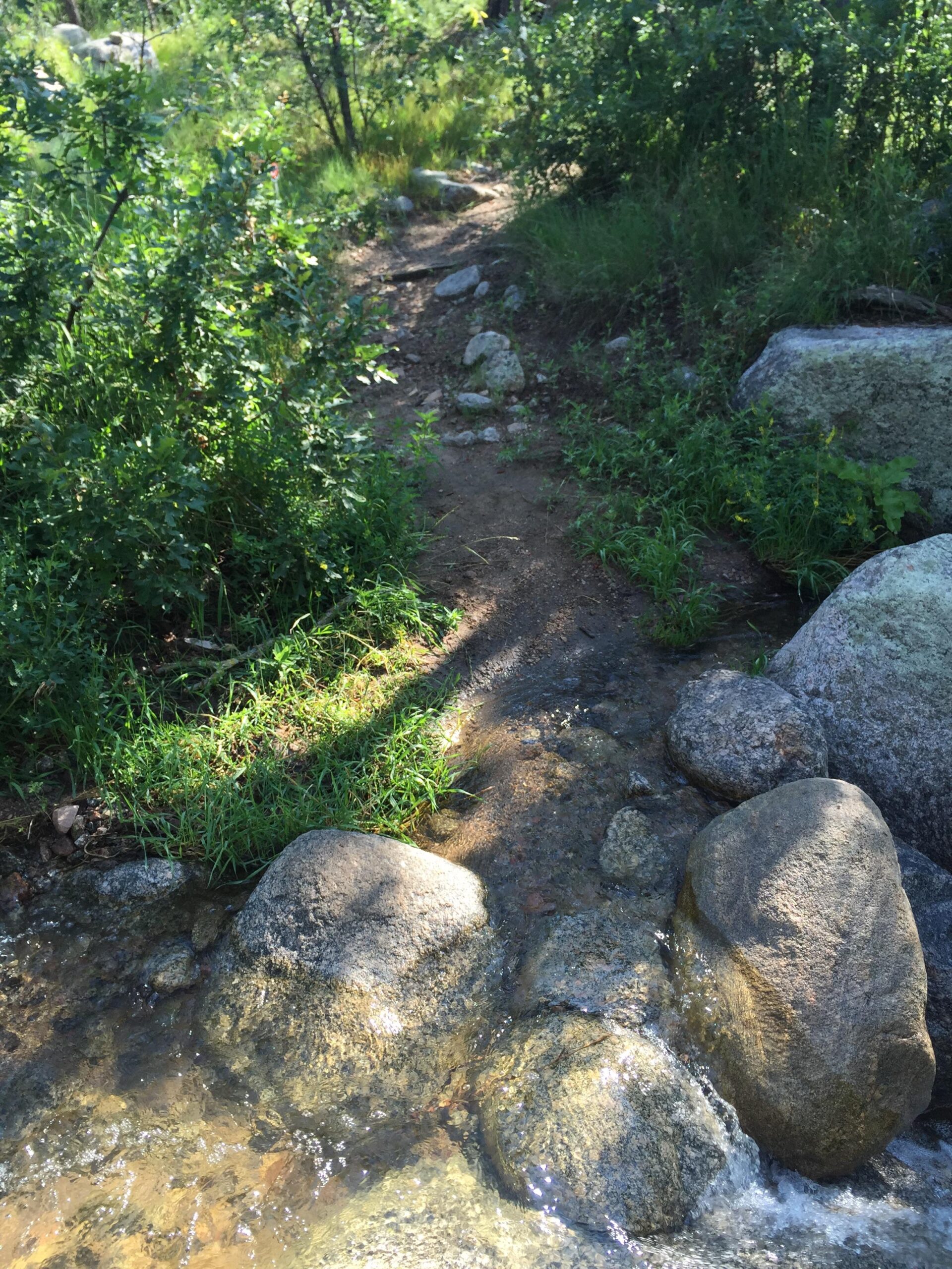 A narrow dirt path leading through lush greenery and small stones, crossing a shallow stream with smooth rocks in the foreground. Sunlight filters through the trees, creating dappled shadows on the ground. Cheyenne Mountain State Park mountain bike trail.
