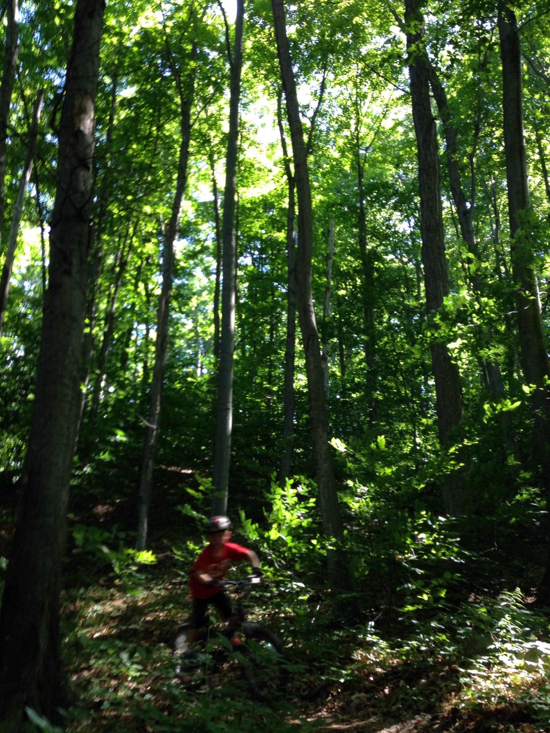 A cyclist wearing a red shirt navigates a wooded trail surrounded by tall trees and vibrant green foliage, with sunlight filtering through the leaves. Arcadia Dunes mountain bike trail.