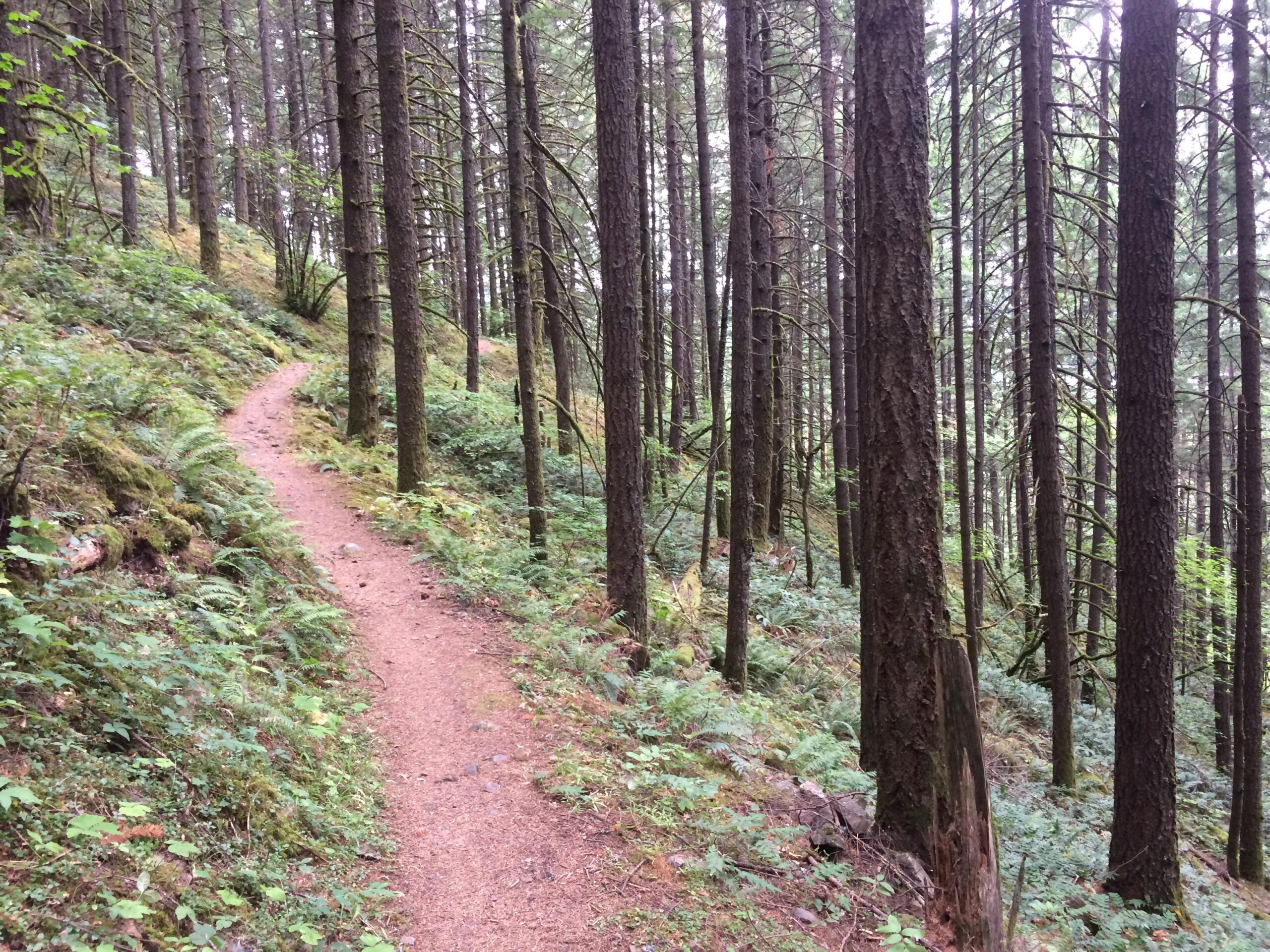 A narrow dirt path winding through a forest, surrounded by tall trees and lush greenery. The area is peaceful and serene, with ferns and moss lining the trail on either side. Wyeth/Trail #400 mountain bike trail.