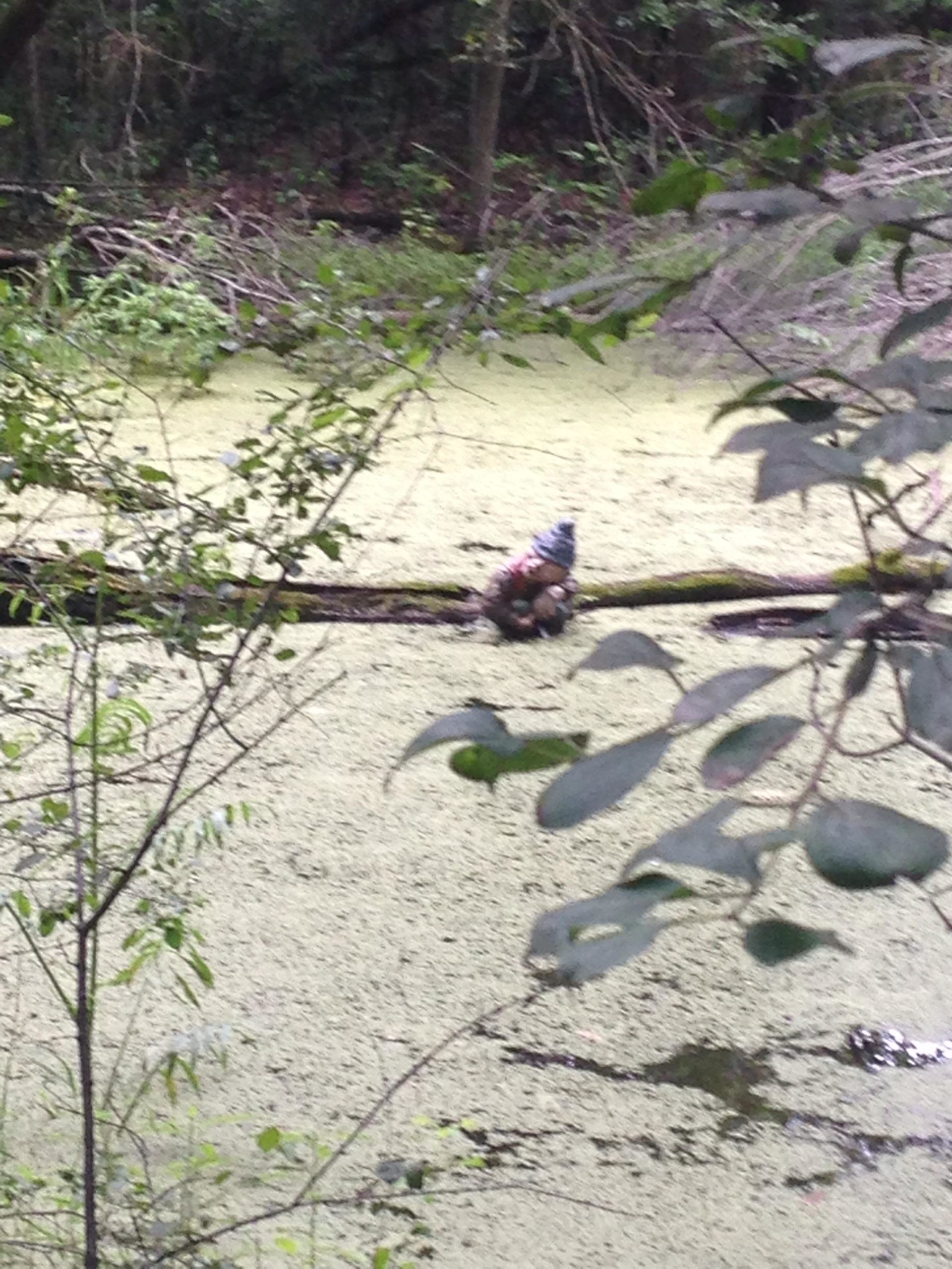 A small garden gnome sitting on a log in a forested area, surrounded by greenery and a green, algae-covered pond. Lebanon Hills mountain bike trail.