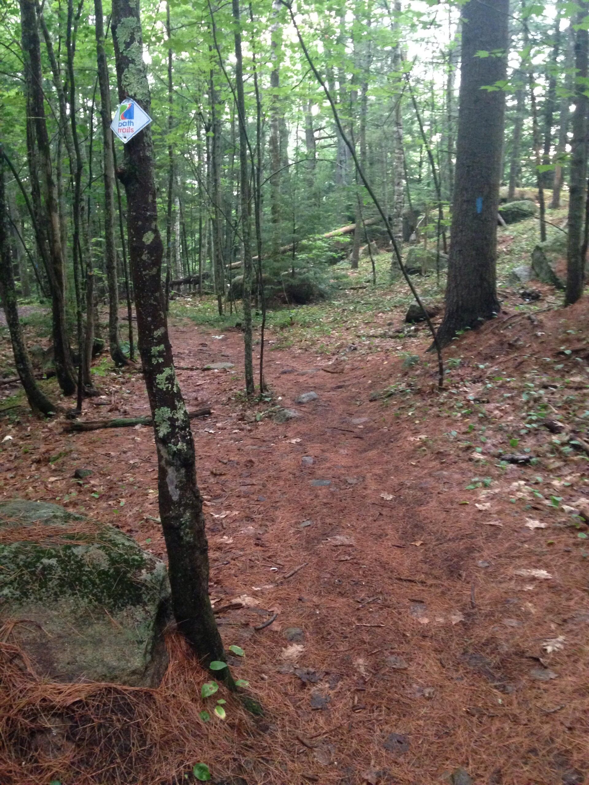 A forest trail covered with pine needles, surrounded by trees and rocks. A blue trail marker is visible on a tree, indicating the path. The scene appears lush and green, suggesting a natural, untouched environment. Whiskeag Trail mountain bike trail.