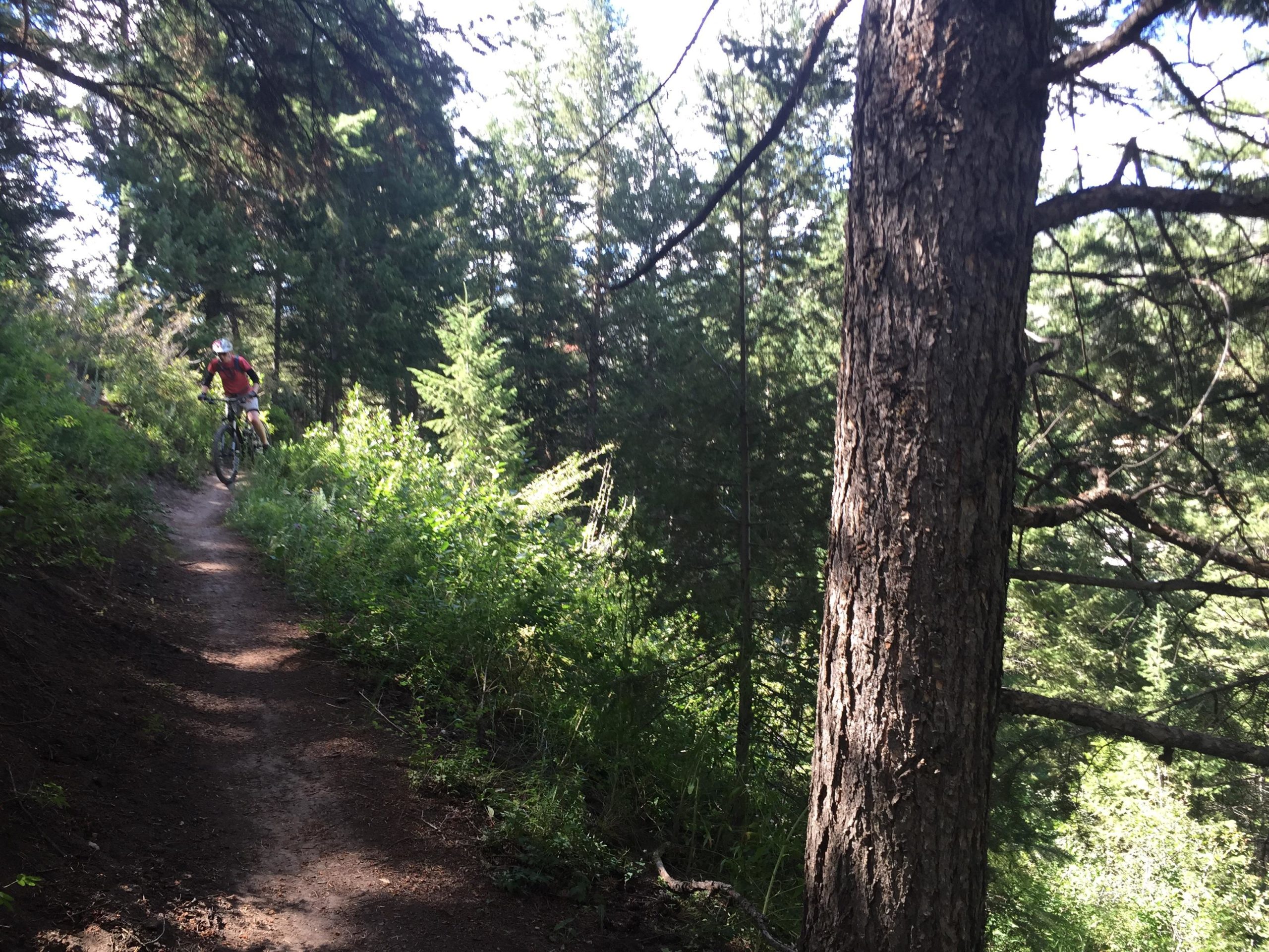 Mountain biker navigating a narrow dirt trail surrounded by lush greenery and tall trees in a sunny forest setting. Eagle Vail Trail mountain bike trail.
