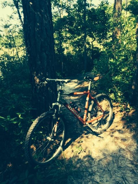 Giant Rincon: A mountain bike resting against a tree on a narrow dirt path surrounded by greenery and sunlight filtering through the trees.