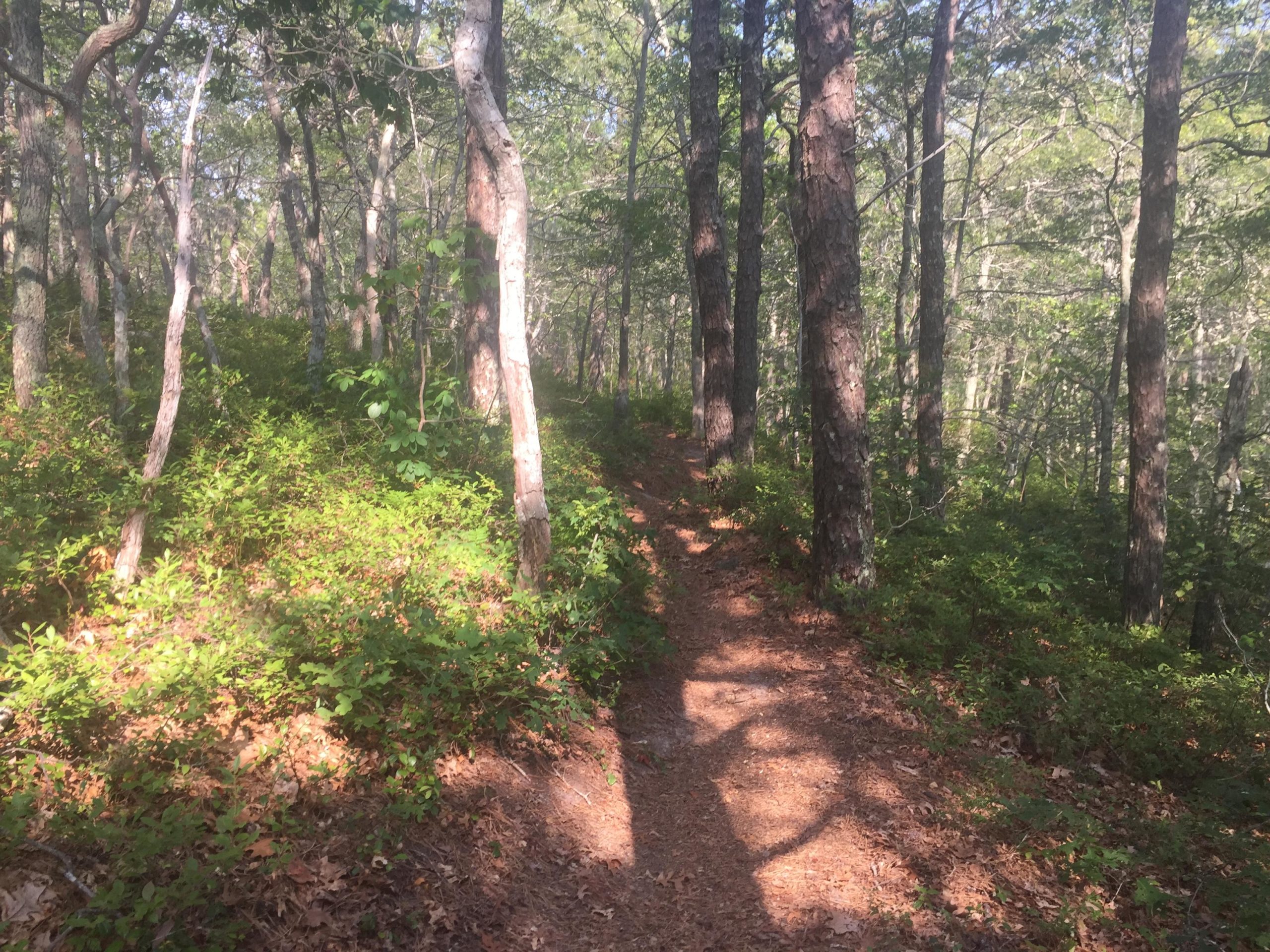 willow river mountain bike trails