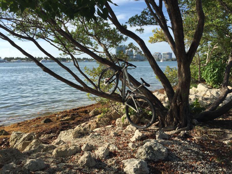 A bicycle resting against the branches of a tree near the shore, with a scenic view of the water and distant buildings in the background. The foreground features rocks and foliage, creating a natural setting. Oleta River State Park mountain bike trail.