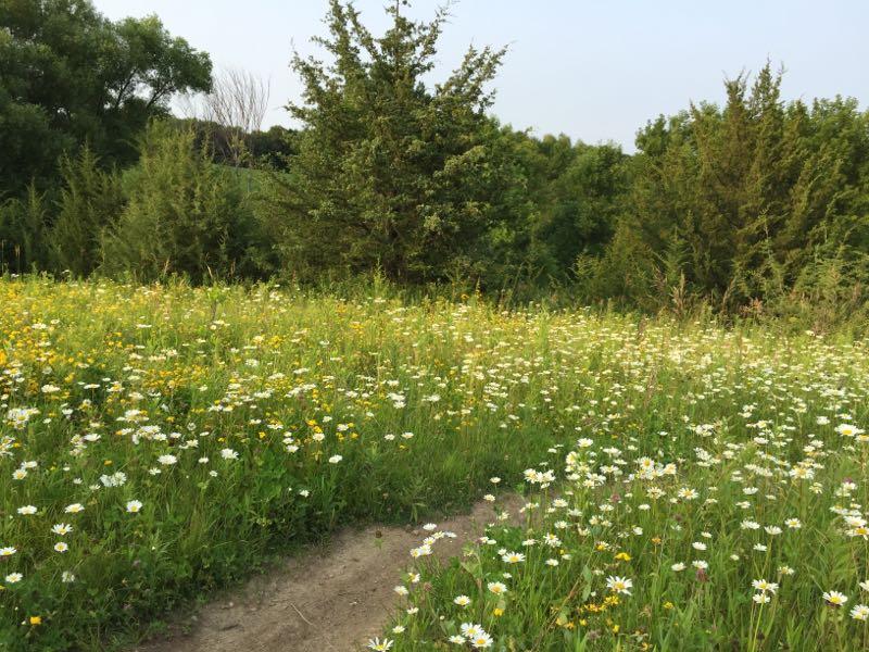 A lush, vibrant wildflower meadow filled with yellow and white daisies, surrounded by dense greenery and trees. A dirt path meanders through the colorful landscape, inviting exploration. Mammoth Trail mountain bike trail.