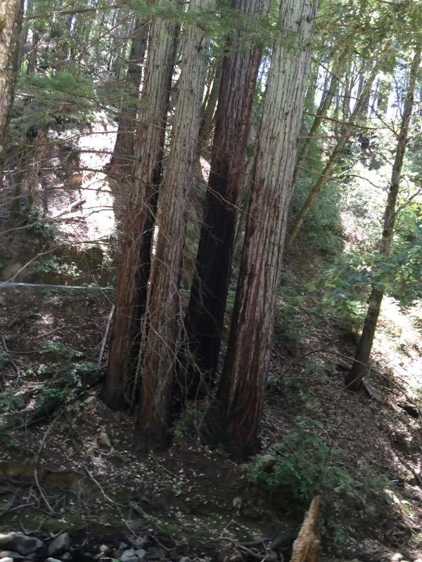 Tall redwood trees rise in a forest setting, surrounded by greenery and dappled sunlight. The ground is covered with fallen leaves, and a small creek is visible in the foreground, adding to the peaceful, natural landscape. Forest Of Nisene Marks and Soquel Demonstration Forest mountain bike trail.