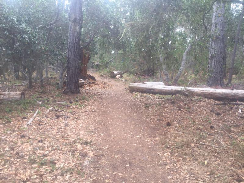 A dirt path winding through a wooded area, surrounded by trees and fallen logs, with scattered leaves on the ground. The scene is serene and natural, suggesting a quiet hike or walk in the forest. West Fiscalini Ranch Preserve mountain bike trail.