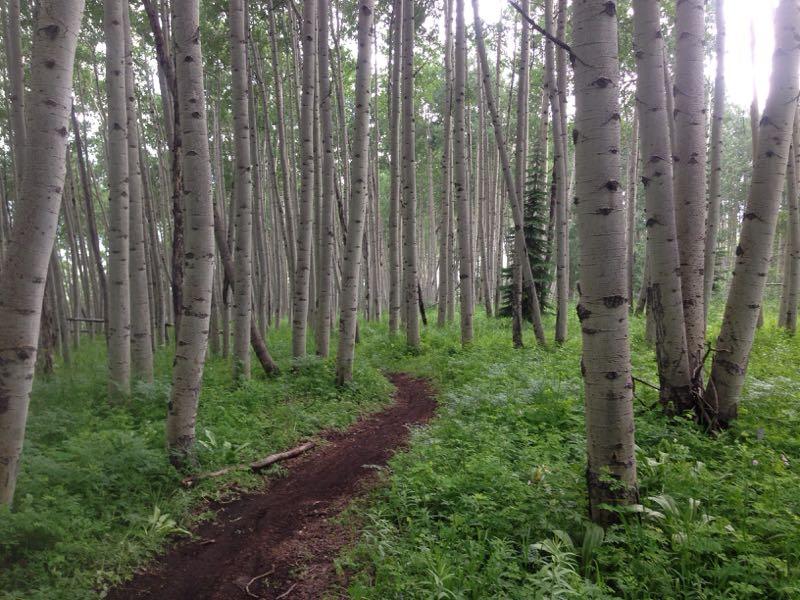 A winding dirt path leads through a dense grove of tall aspen trees, surrounded by lush green undergrowth. The scene is bright and serene, with light filtering through the leaves, creating a peaceful ambiance in the forest. Painter Boy mountain bike trail.