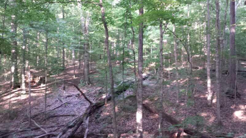 A dense forest scene with tall trees and scattered fallen logs, illustrating a natural, shaded environment with dappled sunlight filtering through the leaves. The forest floor is covered with dry leaves and twigs, creating a serene and tranquil atmosphere. Montgomery Bell State Park Mtb Trail mountain bike trail.