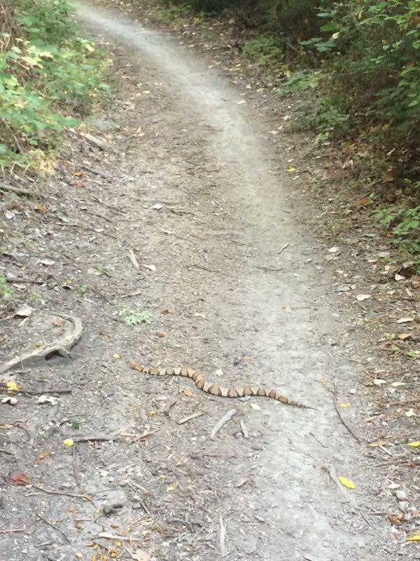 A snake resting on a dirt path in a forested area, with trees and greenery bordering the trail. The path curves slightly, and the surroundings are scattered with leaves and twigs. Big Cedar Wilderness Trails mountain bike trail.