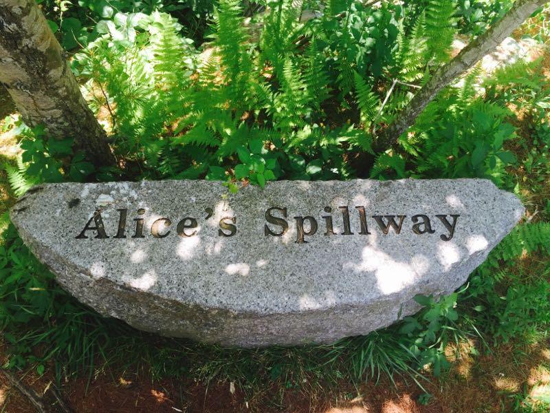 A natural stone marker inscribed with the words "Alice's Spillway," surrounded by greenery and ferns in a wooded area. Destruction Brook mountain bike trail.