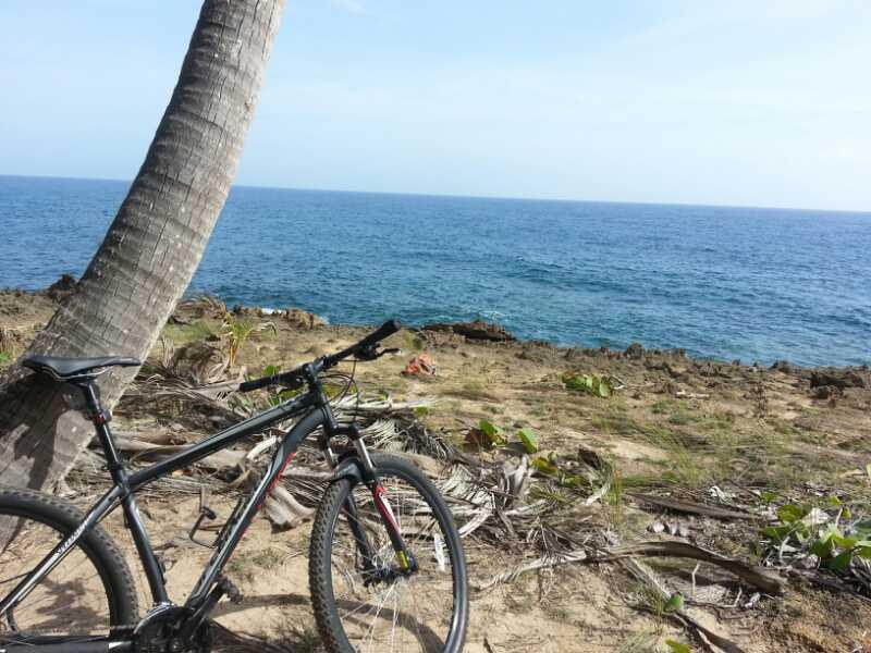A mountain bike resting against a palm tree, overlooking the ocean. The scene features a sandy shoreline with sparse vegetation and a clear blue sky. The water stretches out to the horizon, creating a serene coastal atmosphere. Cerro Gordo Trail mountain bike trail.