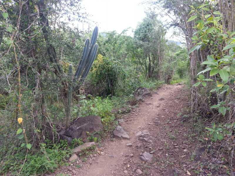 A dirt path winding through a lush, green landscape with various foliage, including a tall cactus on the left side and scattered rocks along the trail. Los Pinchos mountain bike trail.