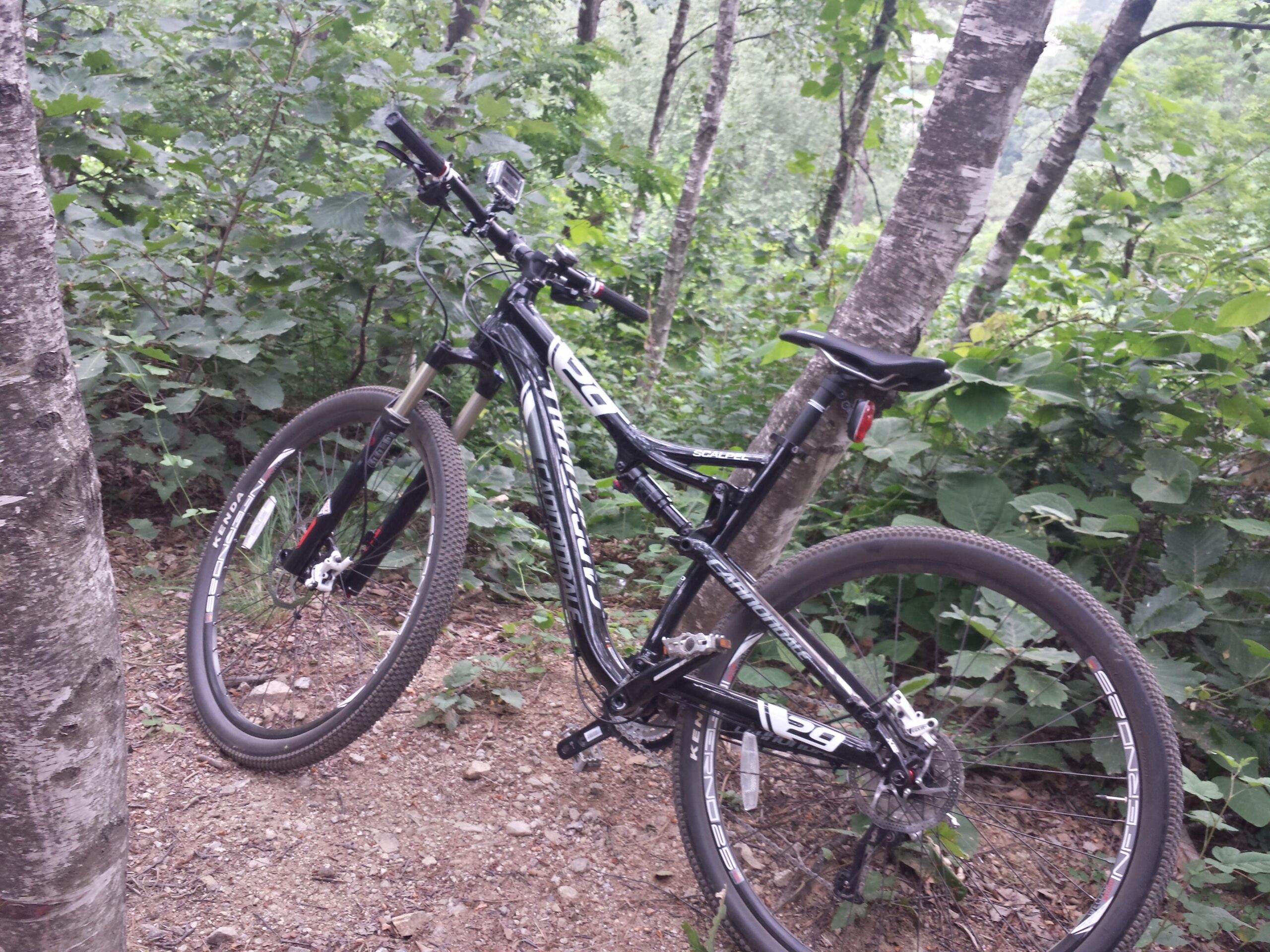 Cannondale Scalpel 29er 1: A black mountain bike leaning against a tree in a lush, green forested area with various plants and trees surrounding it.