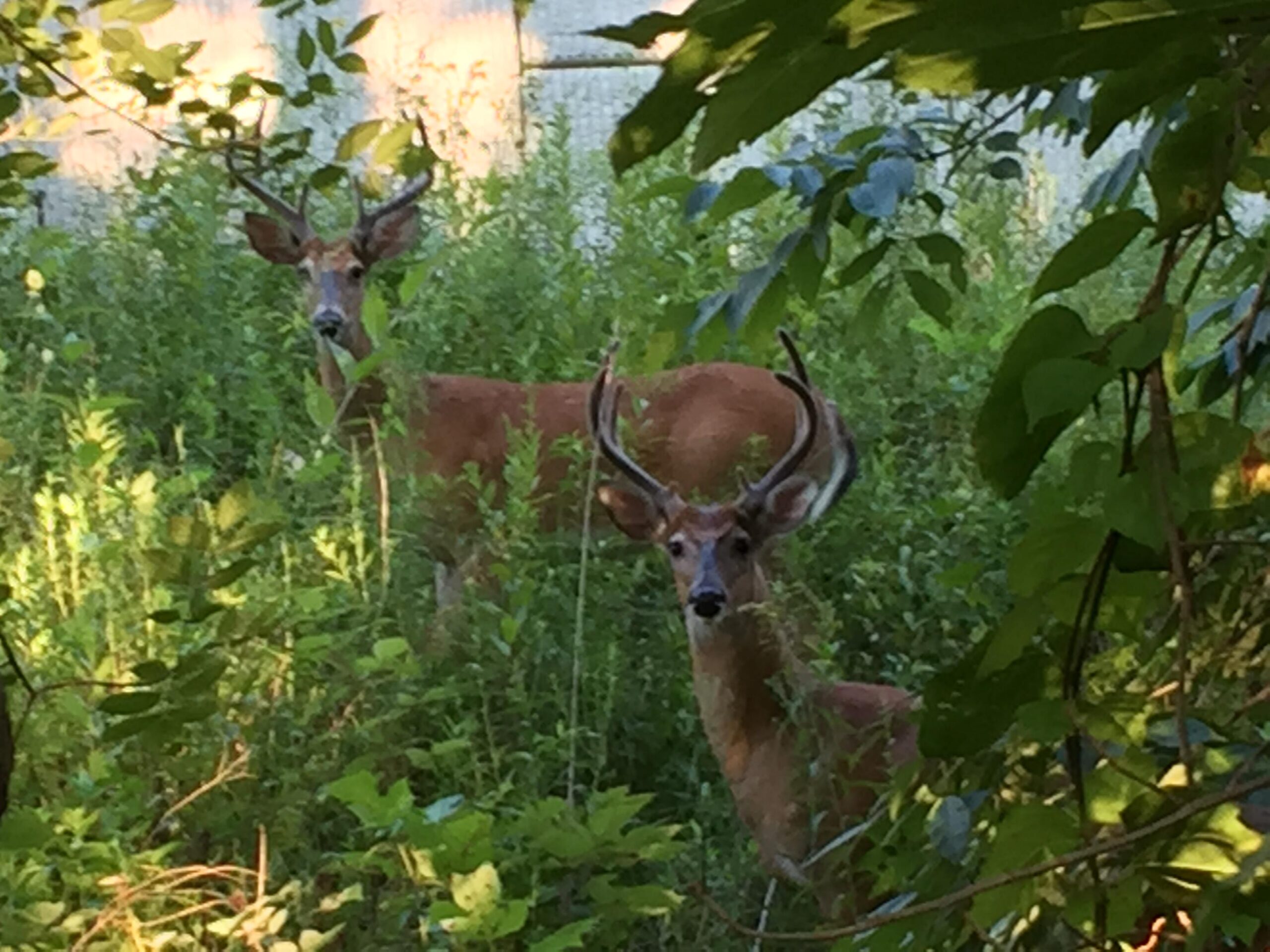 Two deer stand among lush greenery, partially obscured by plants. One deer, slightly closer to the viewer, has prominent antlers and looks directly at the camera, while the second deer is positioned further back. The scene is illuminated by soft sunlight filtering through the leaves. Wakefield mountain bike trail.