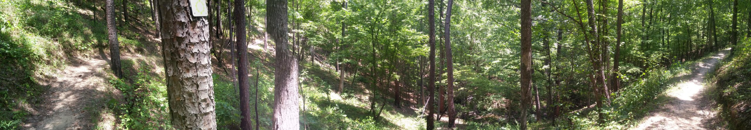 A panoramic view of a wooded area featuring two diverging trails. The scene includes tall trees, lush greenery, and a clear path covered in dirt, inviting exploration in a tranquil outdoor setting. Sylaward mountain bike trail.
