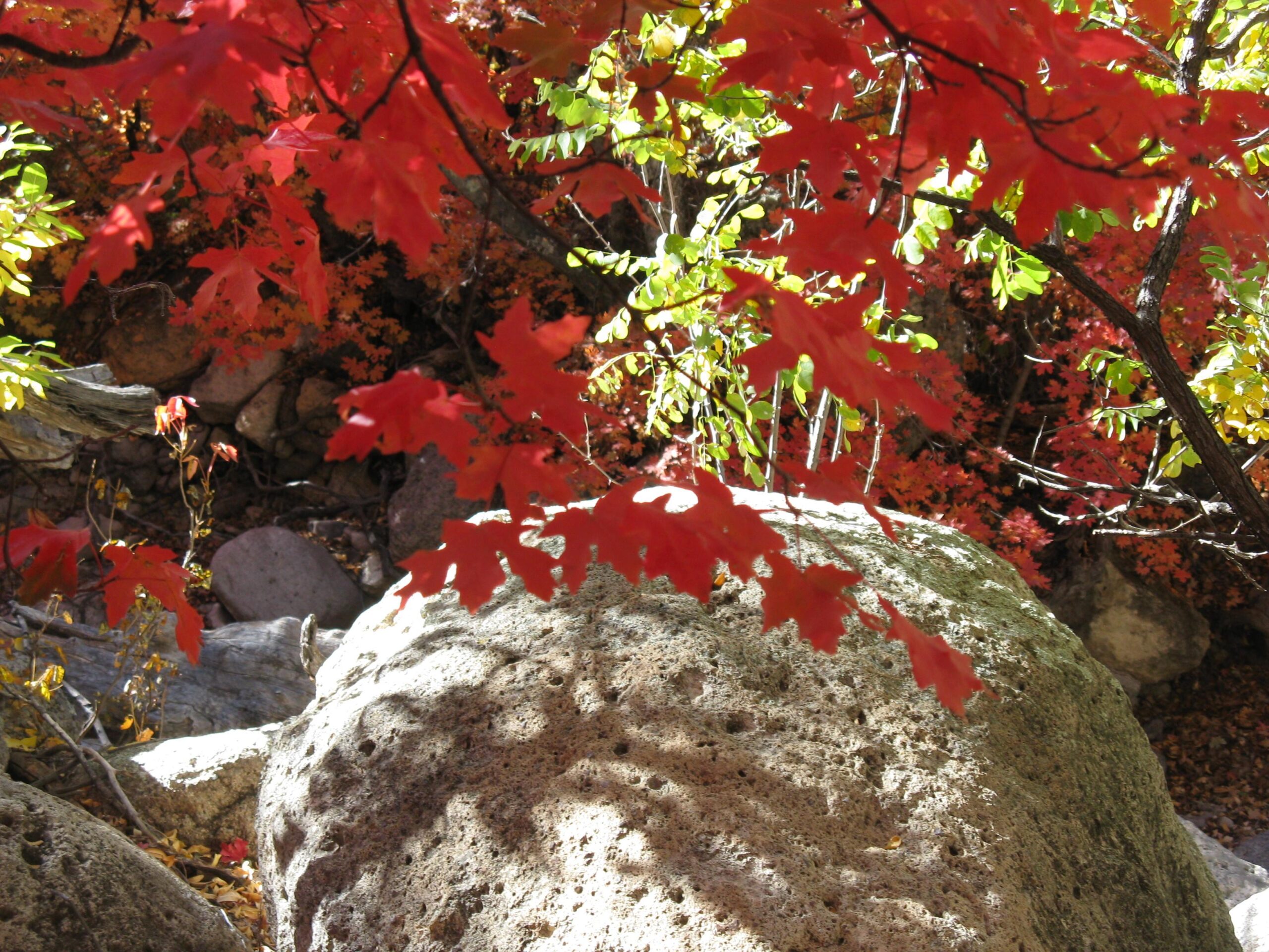 A close-up view of vibrant red and orange leaves in the foreground, with a large textured rock in the background. The scene reflects the beauty of autumn foliage amidst natural surroundings, featuring rocks and additional greenery. Sunlight filters through the leaves, casting delicate shadows on the stone surface. Ash Creek mountain bike trail.