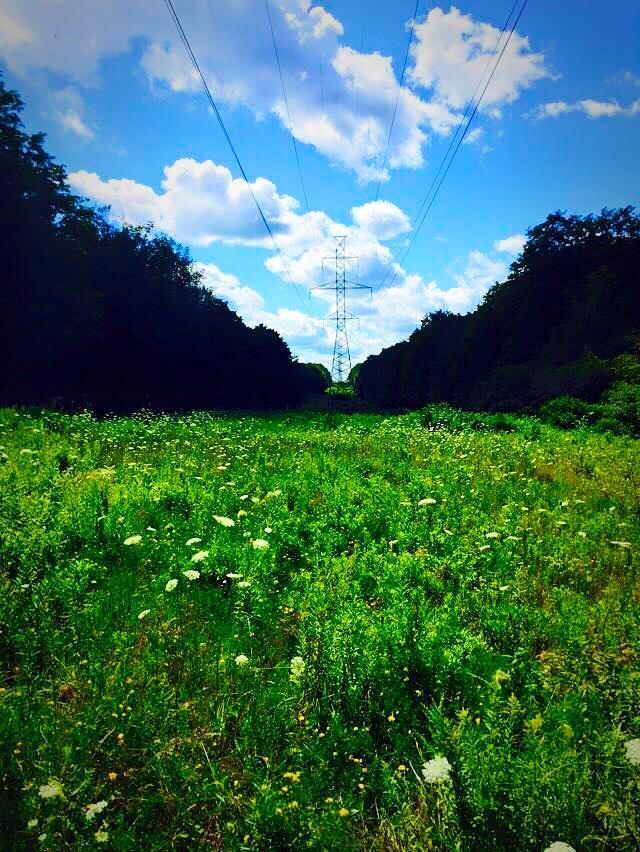 A lush green field filled with wildflowers stretches out under a blue sky dotted with fluffy white clouds. In the distance, a tall power line tower rises amid the trees that border the field, creating a striking contrast between nature and infrastructure. Hydrocut mountain bike trail.