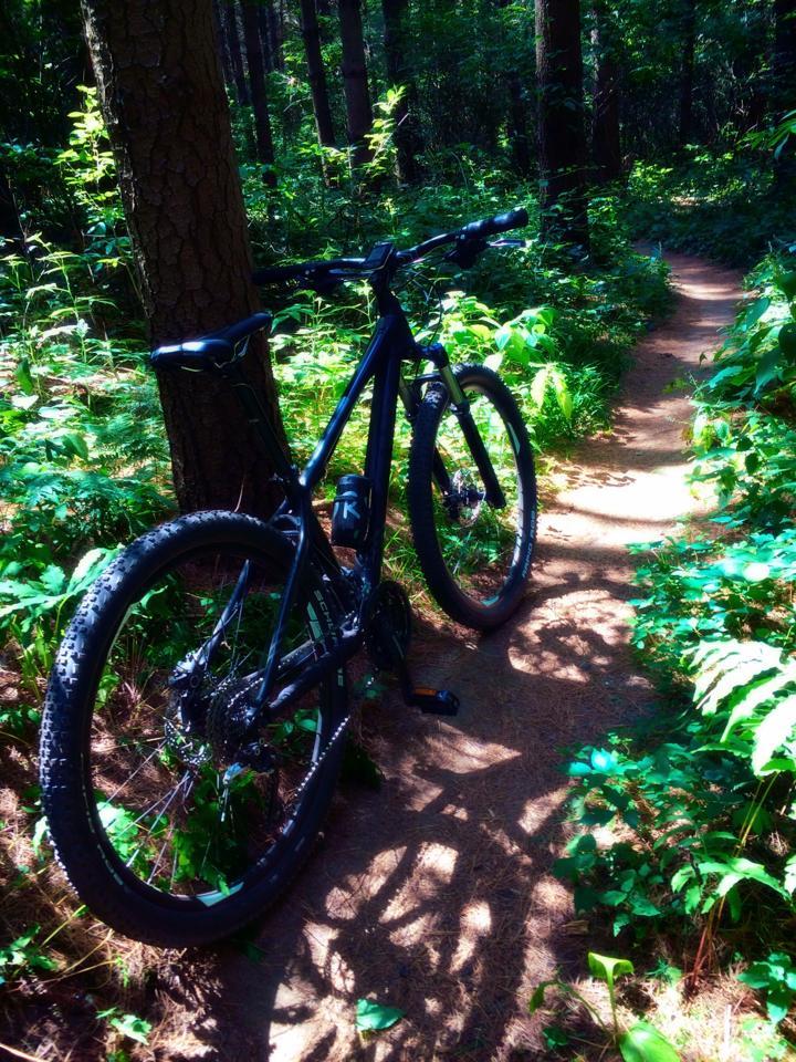 A black mountain bike leaning against a tree on a narrow dirt trail surrounded by lush greenery. Sunlight filters through the trees, casting shadows on the ground. Hydrocut mountain bike trail.