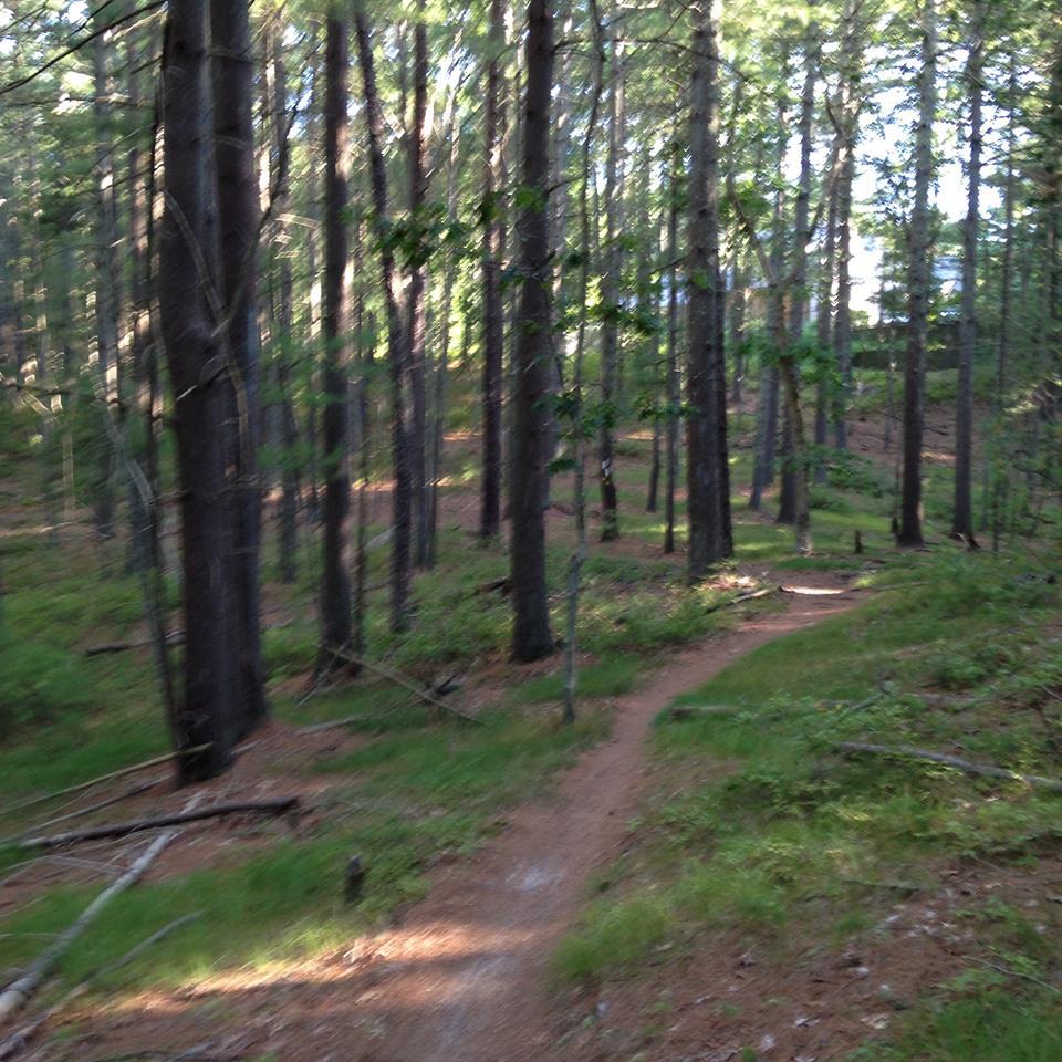 A winding dirt path through a dense forest, surrounded by tall trees and vibrant green underbrush, creating a serene and natural atmosphere. 114 to Cedar Point mountain bike trail.