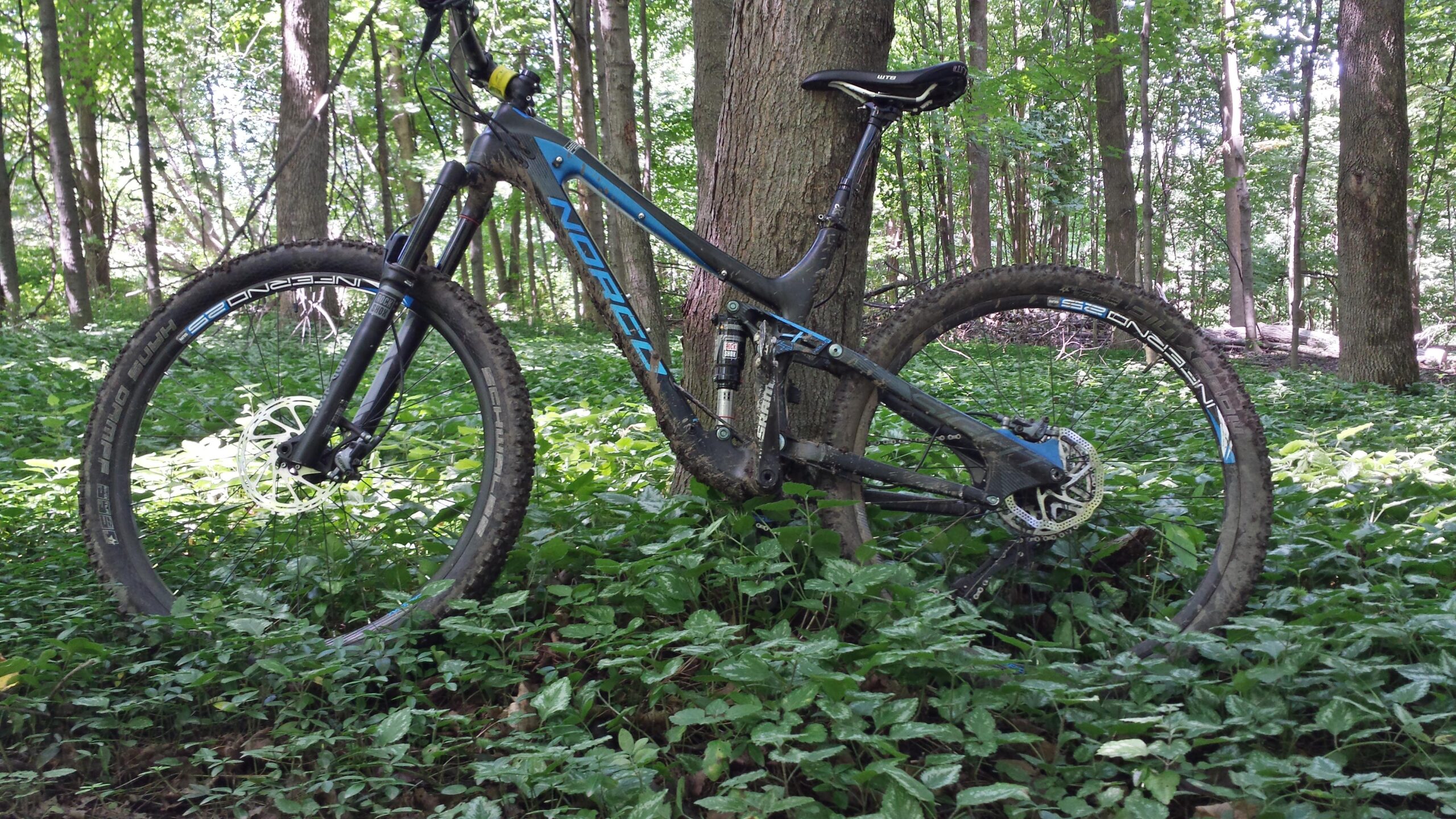 Norco Sight 2: A mountain bike leaning against a tree, surrounded by lush green foliage and plants, in a wooded area. The bike has a black and blue frame with muddy tires, suggesting recent use on a trail.