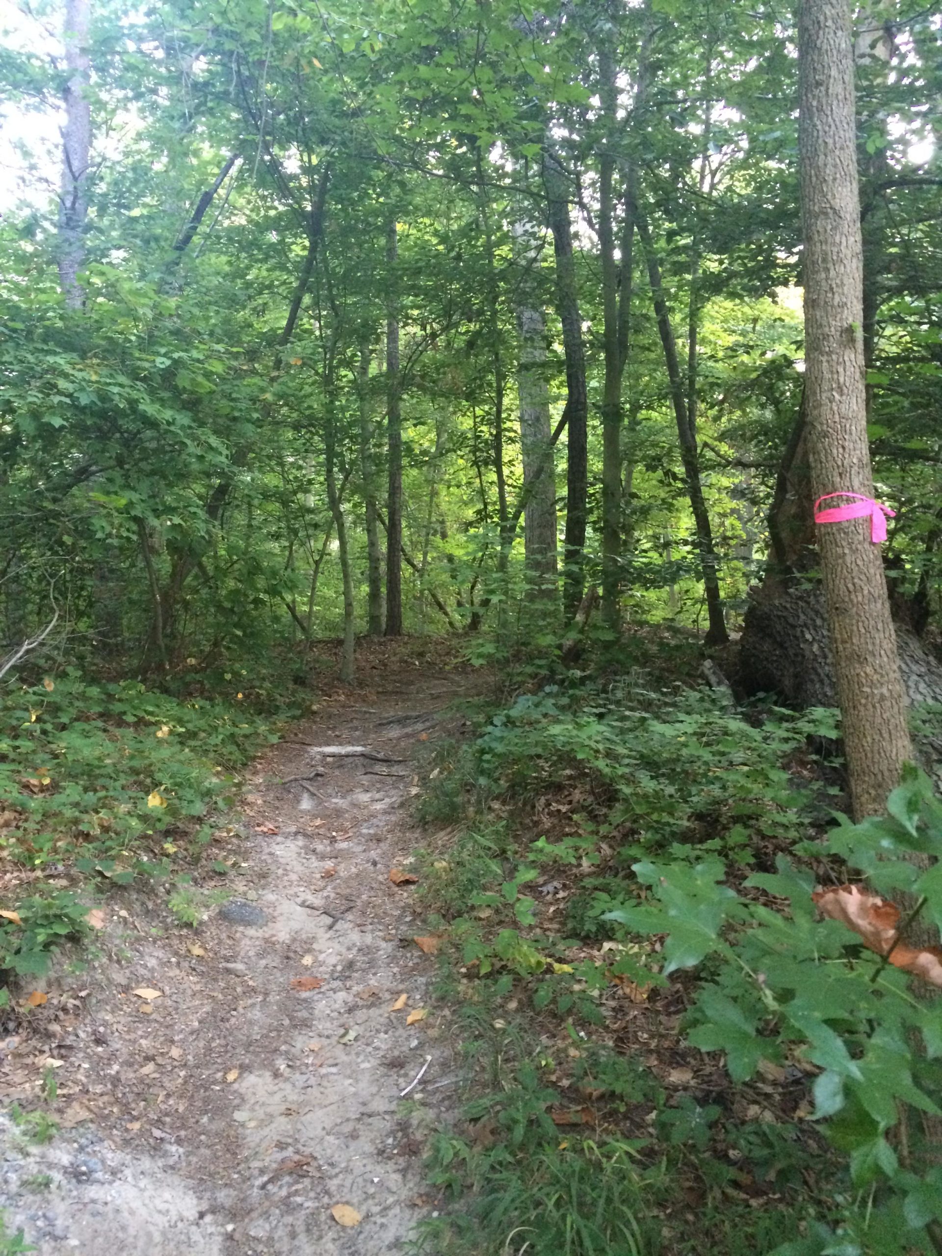 A dirt path winding through a lush green forest, surrounded by tall trees and dense foliage. A pink ribbon is tied to a tree on the right side, indicating a trail marker. The scene captures the tranquility of nature with leaves in various shades of green. Lake Maury mountain bike trail.