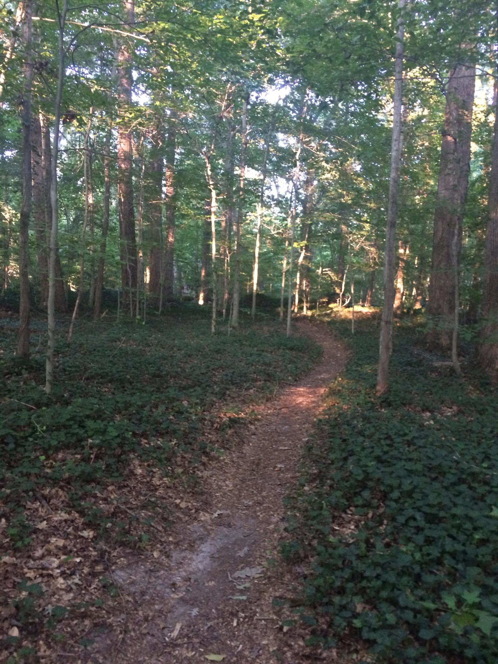 A dirt pathway winding through a dense, green forest, surrounded by tall trees and lush foliage. Sunlight filters through the leaves, casting soft shadows on the ground. Lake Maury mountain bike trail.