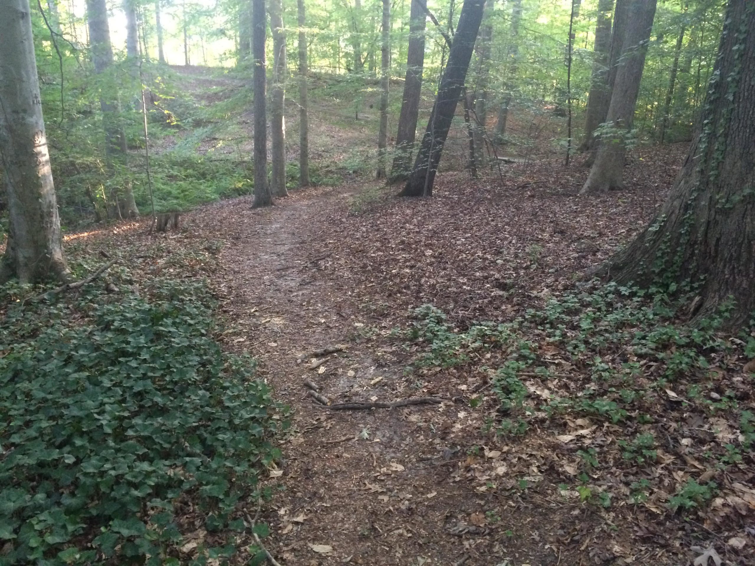 A peaceful forest scene featuring a winding dirt path surrounded by tall trees. The ground is covered with fallen leaves and patches of green underbrush, creating a tranquil and natural atmosphere. Sunlight filters through the branches, illuminating various shades of green and brown in the landscape. Lake Maury mountain bike trail.