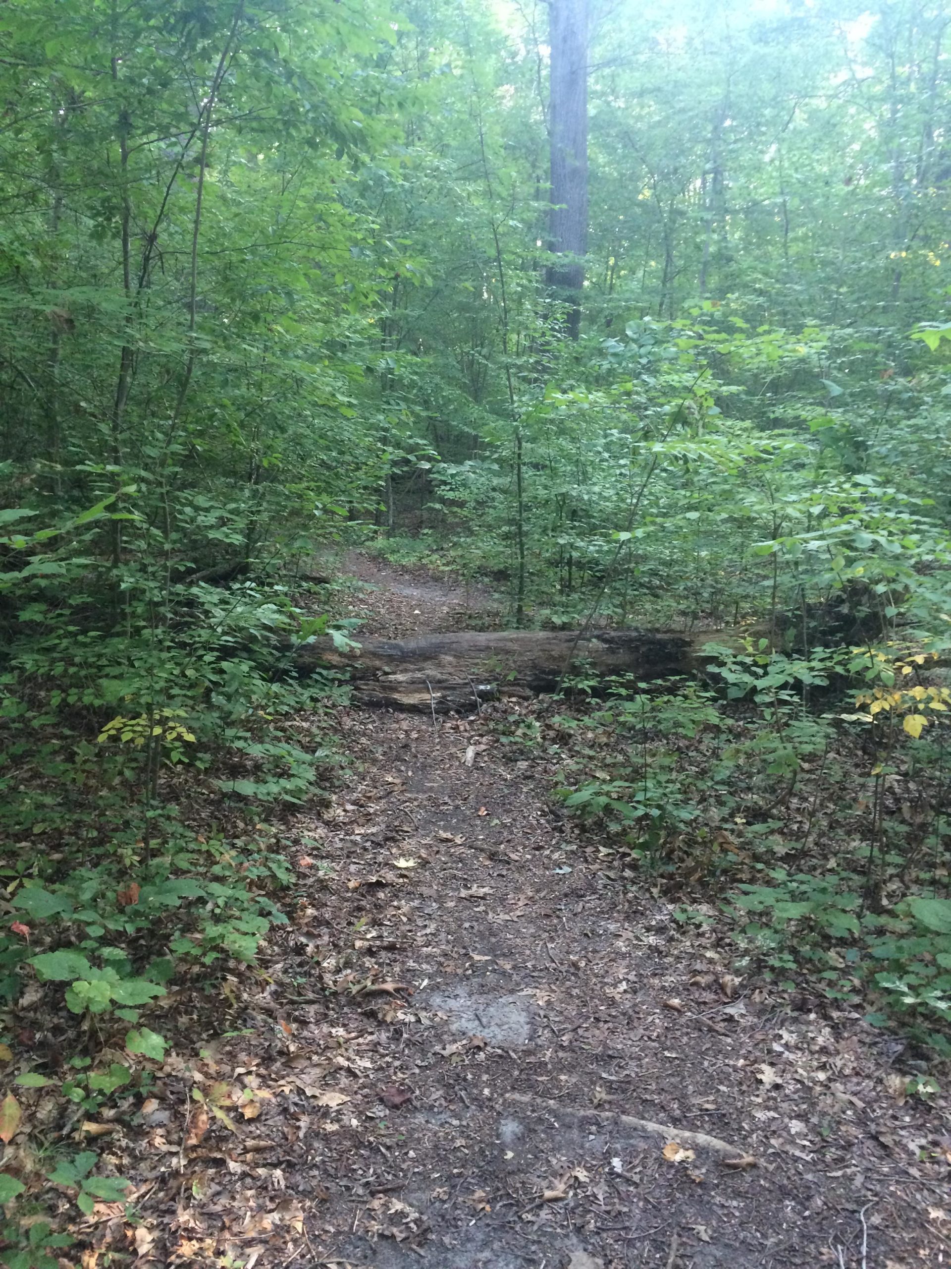 A narrow trail winding through a lush green forest, with dense foliage on either side. A fallen log partially obstructs the path, surrounded by scattered leaves and small plants, under dappled sunlight filtering through the tree canopy above. Lake Maury mountain bike trail.