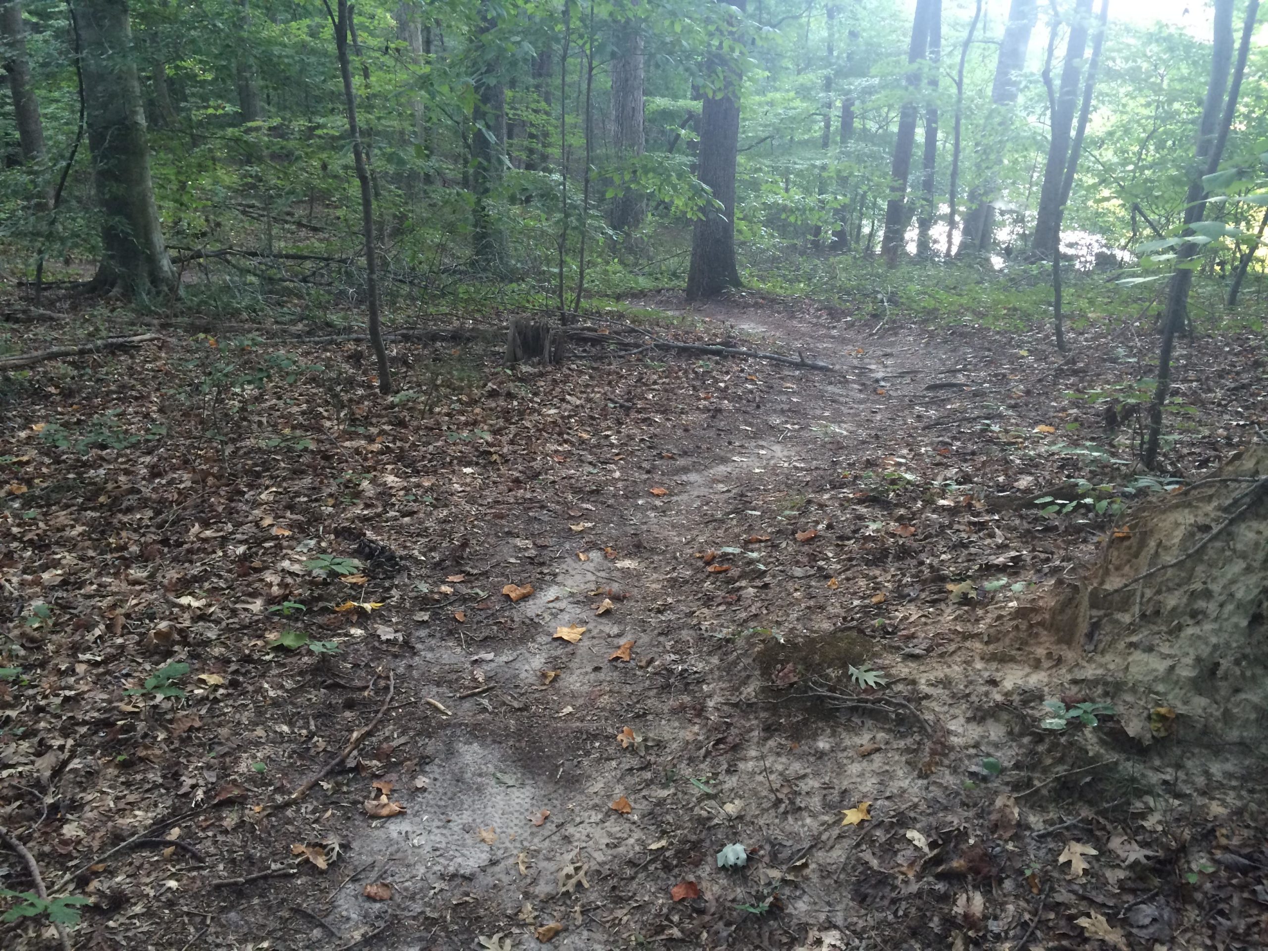A wooded area with a dirt path winding through fallen leaves and small plants, surrounded by tall trees. The scene is tranquil, with soft lighting filtering through the foliage. Lake Maury mountain bike trail.