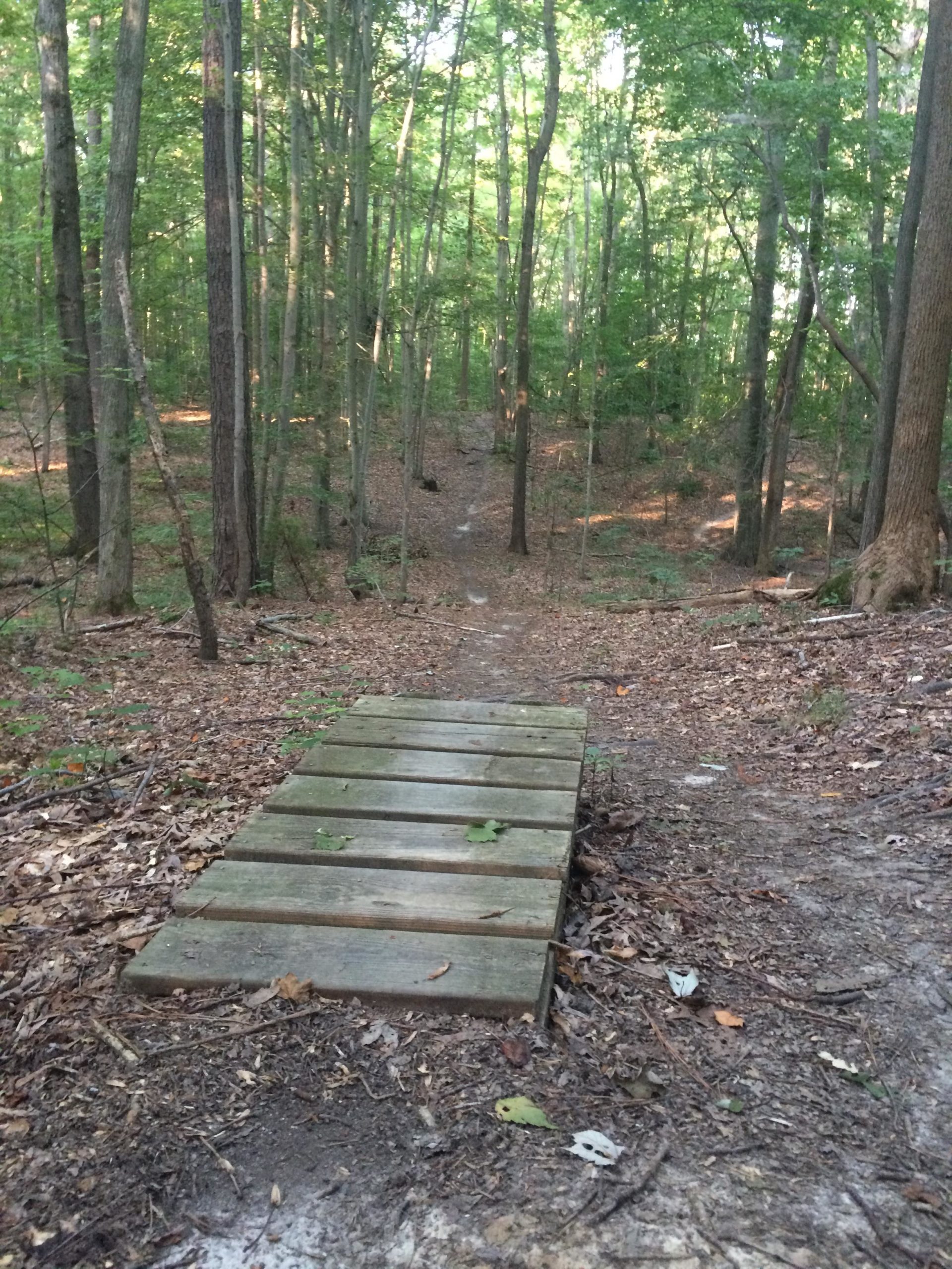 A wooden plank bridge in a wooded area, leading down a path covered with fallen leaves and surrounded by tall trees. The sunlight filters through the foliage, illuminating the forest floor. Lake Maury mountain bike trail.
