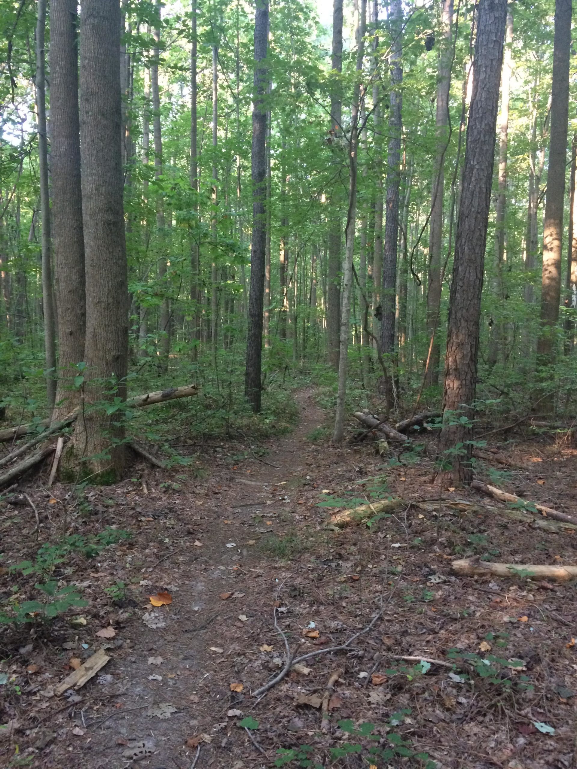 A narrow dirt path winding through a densely wooded forest, surrounded by tall trees with green foliage. Sunlight filters through the leaves, casting dappled light on the forest floor, which is covered in leaves and small branches. Lake Maury mountain bike trail.