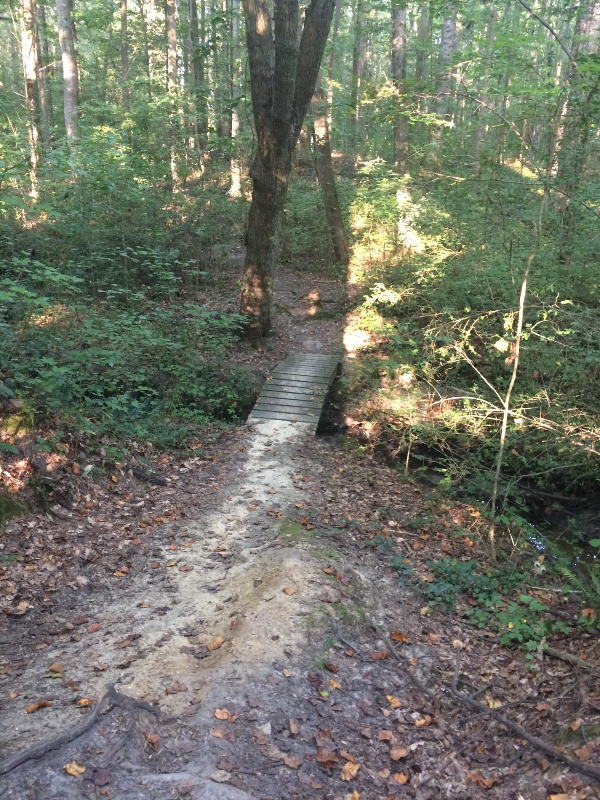 A wooden bridge spans a small creek in a dense forest, surrounded by tall trees and greenery. The path leading to the bridge is covered with fallen leaves, and sunlight filters through the foliage, casting dappled light on the scene. Lake Maury mountain bike trail.