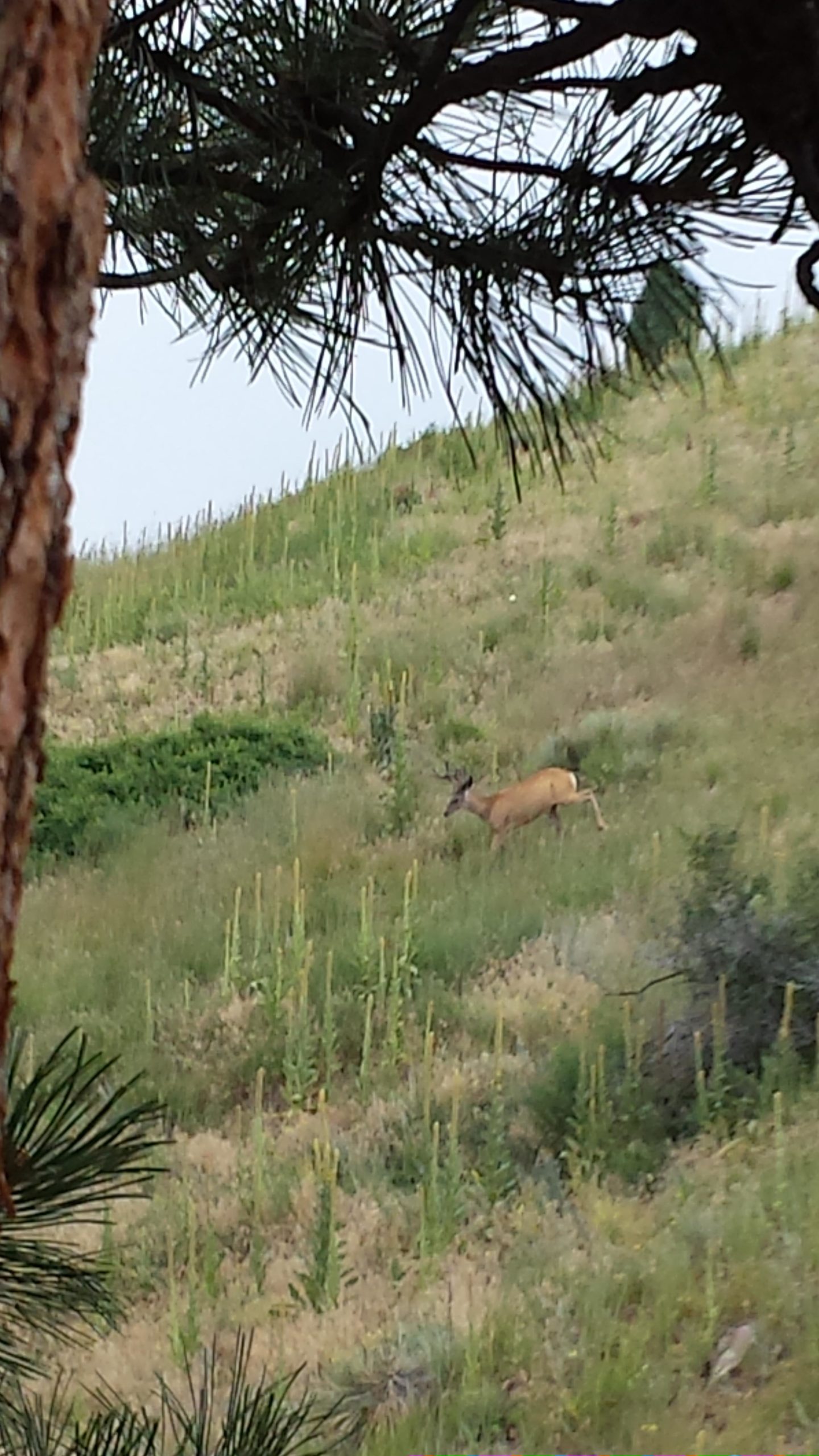 A deer grazing on a hillside covered with grass and sparse vegetation, partially obscured by tree branches in the foreground. Apex Park mountain bike trail.