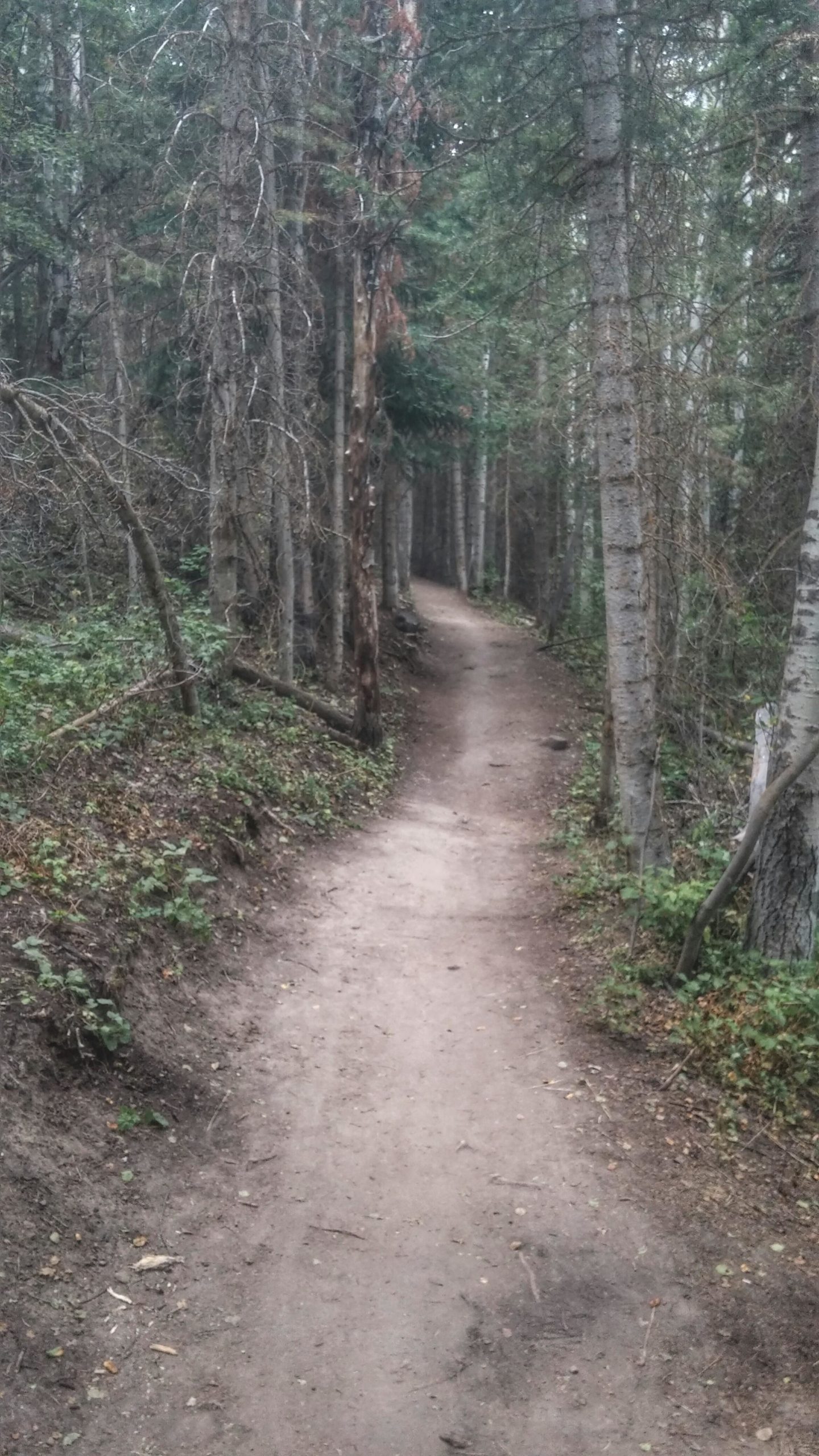 A winding dirt pathway through a dense forest, flanked by tall trees and greenery on both sides. The path appears lightly used, with a natural, earthy tone, creating a serene and tranquil outdoor setting. Colin