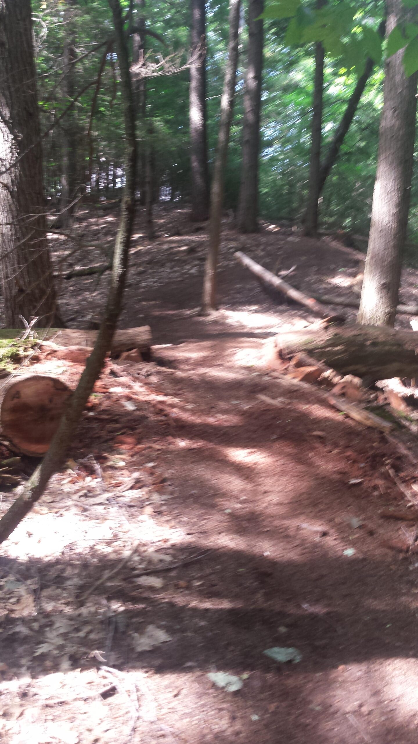 A narrow dirt path winding through a lush green forest, surrounded by tall trees and scattered leaves on the ground. Sunlight filters through the foliage, creating dappled shadows along the trail. Several fallen logs and branches are visible, adding to the natural scenery. Alden Hill mountain bike trail.