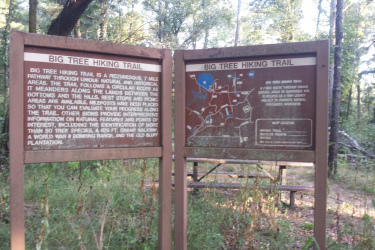 Signage for the Big Tree Hiking Trail, featuring a detailed description of the 7-mile circular trail through unique natural and historical areas, along with a map indicating the trail route and points of interest, such as tree species and historical sites. The scene is set in a wooded area with trees and underbrush surrounding the signs. Big Tree Trails mountain bike trail.