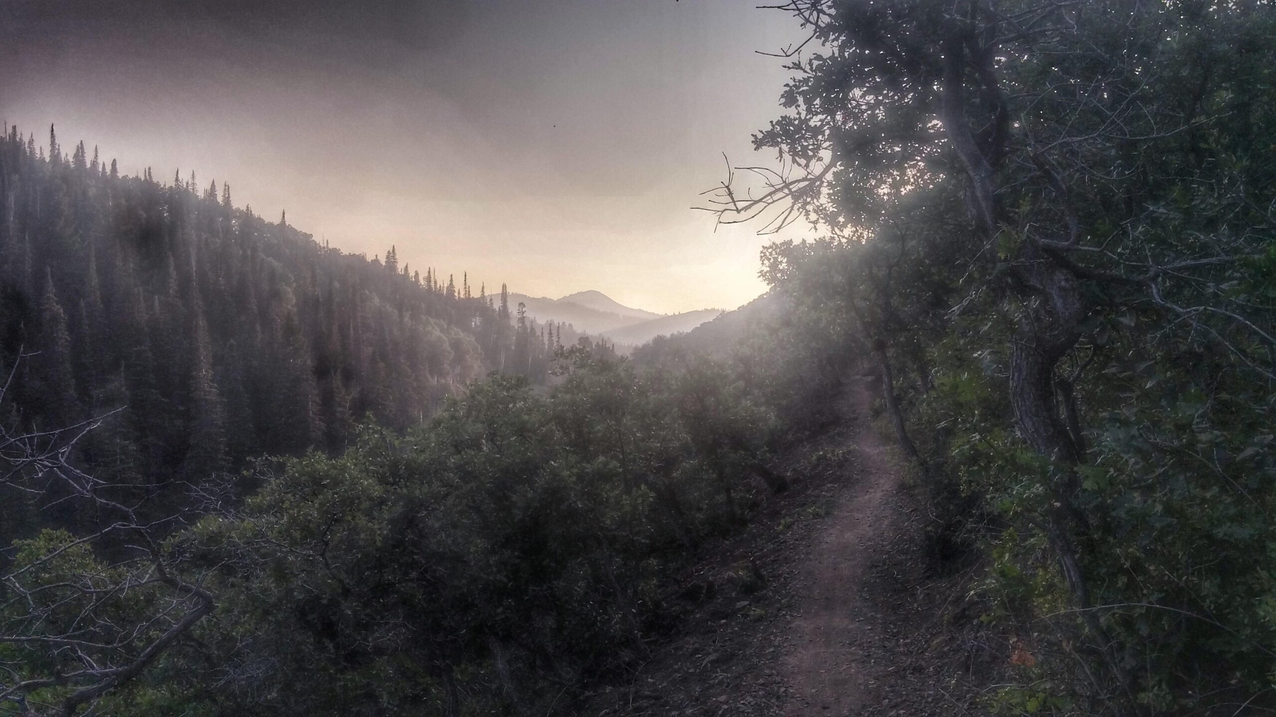 A serene landscape featuring a winding dirt path surrounded by lush greenery, leading into a misty, mountainous horizon. The scene is bathed in soft, muted colors as the sun sets, casting a gentle glow over the treetops and rolling hills in the distance. Mid Mountain mountain bike trail.