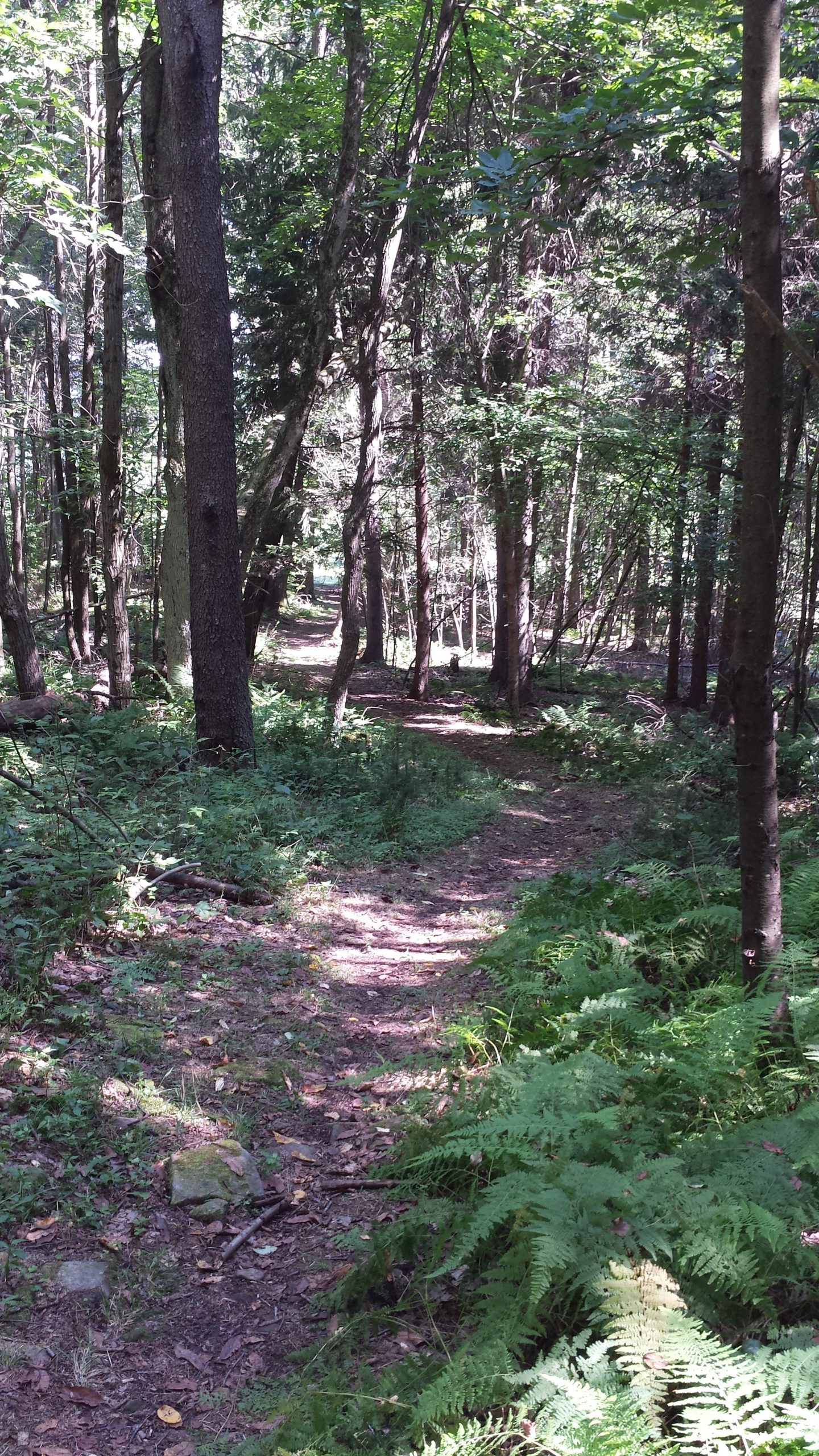 A narrow, winding dirt path through a lush, green forest. Tall trees surround the path, with dappled sunlight filtering through the leaves, creating a serene and inviting atmosphere. Ferns and leafy underbrush line the sides of the trail. Margroff Tract mountain bike trail.