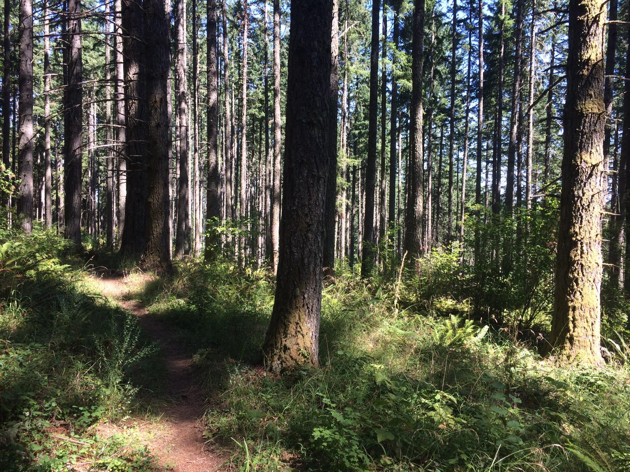 A serene forest scene featuring tall trees with a narrow, winding pathway surrounded by lush greenery and underbrush, illuminated by dappled sunlight filtering through the branches. Molalla River Recreation Corridor mountain bike trail.