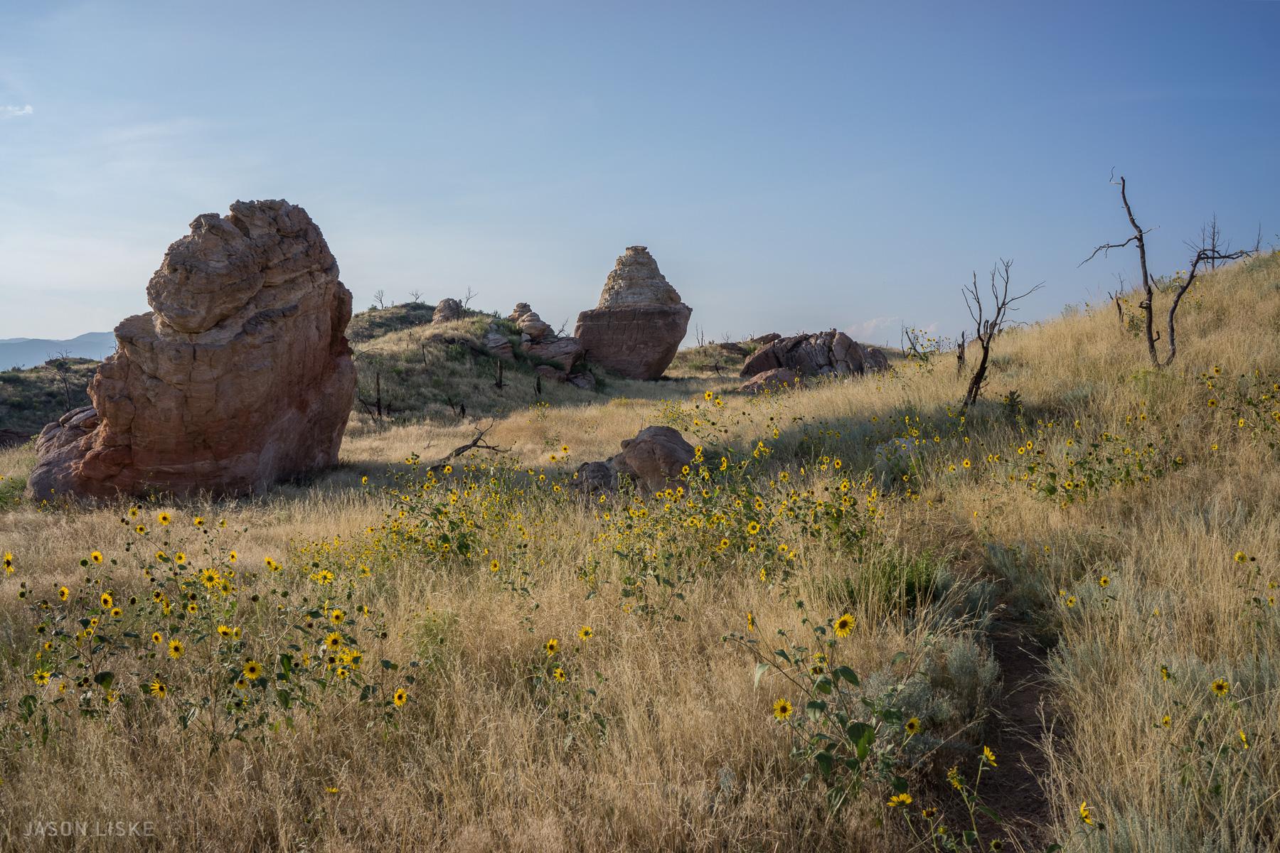 A scenic landscape featuring large rock formations amidst a field of vibrant sunflowers. The foreground is filled with tall grasses and clusters of sunflowers, while the background showcases rolling hills and a clear blue sky. The natural scene captures a sense of tranquility and the beauty of nature. Oil Well Flats mountain bike trail.