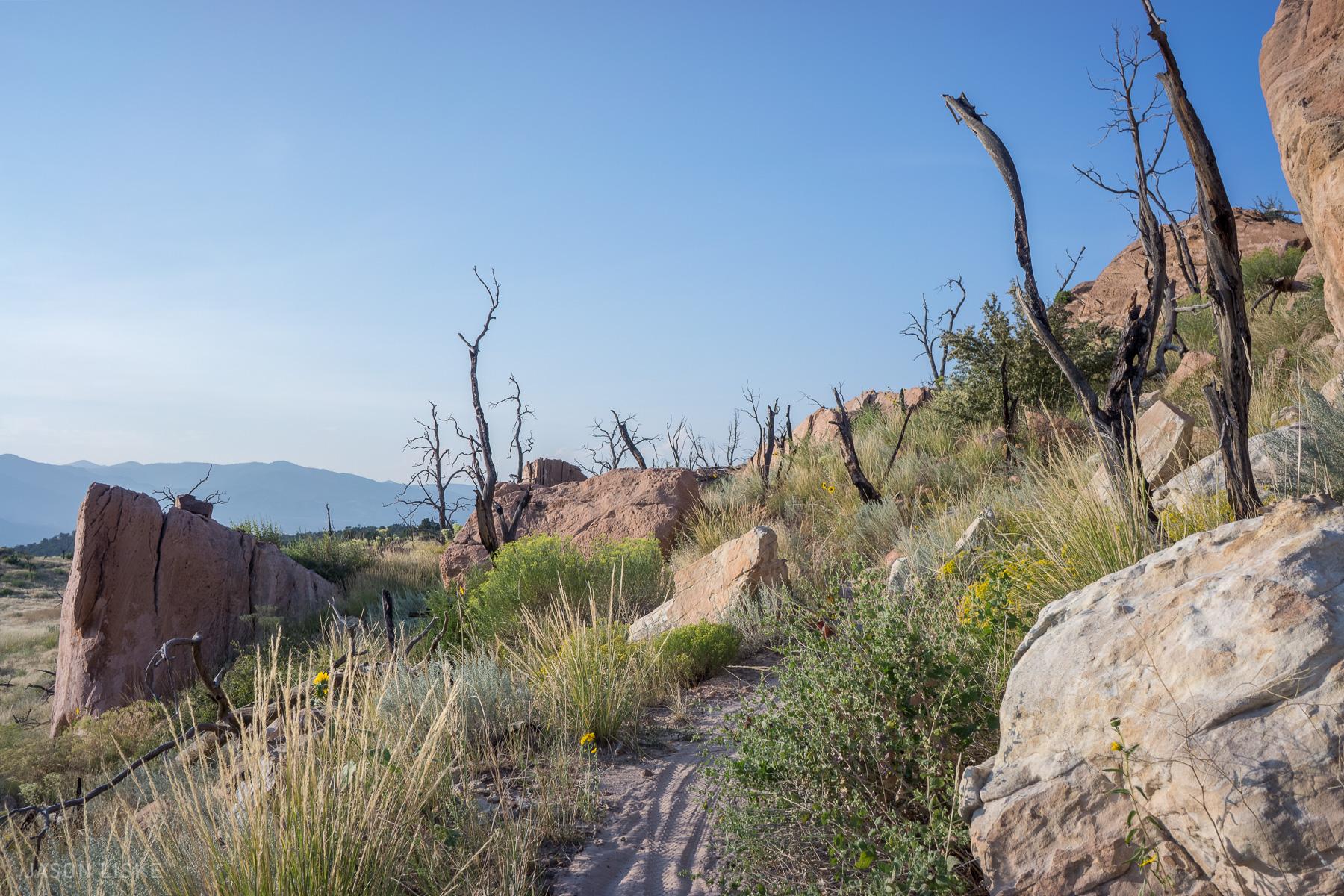 A scenic path winding through a rocky landscape, featuring dry grasses and patches of vibrant greenery. Sturdy, leafless trees with twisted branches stand against a backdrop of distant mountains and a clear blue sky. The terrain includes large boulders and hints of wildflowers, capturing the beauty of a natural environment. Oil Well Flats mountain bike trail.