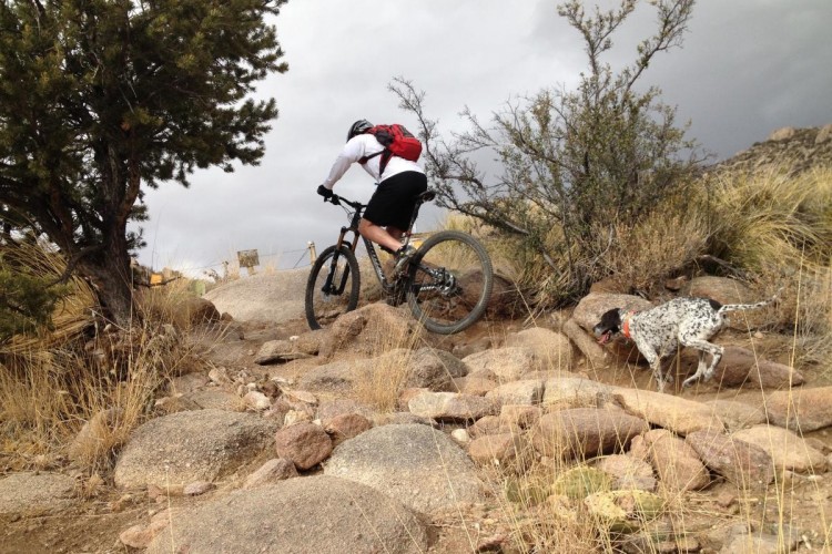A mountain biker navigating rocky terrain on a trail, accompanied by a dog. The background features scattered vegetation and a cloudy sky. The biker is wearing a helmet and a backpack, and the dog appears playful and alert.