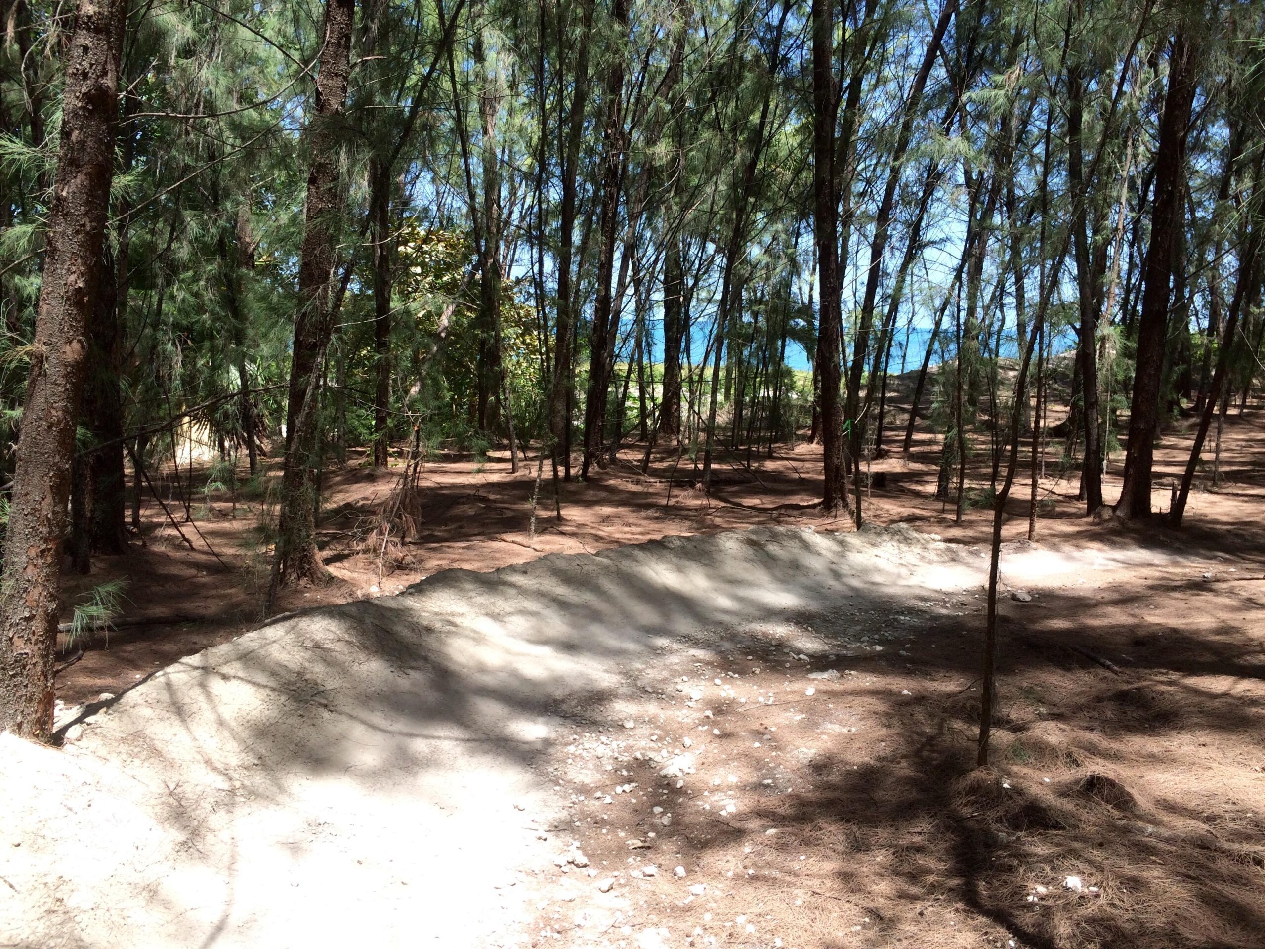 A serene forest scene with tall trees, dappled sunlight filtering through the leaves, and a sandy area on the forest floor. In the background, hints of blue ocean water are visible through the trees. The setting conveys a tranquil and natural environment, ideal for outdoor exploration. Virginia Key North Point mountain bike trail.
