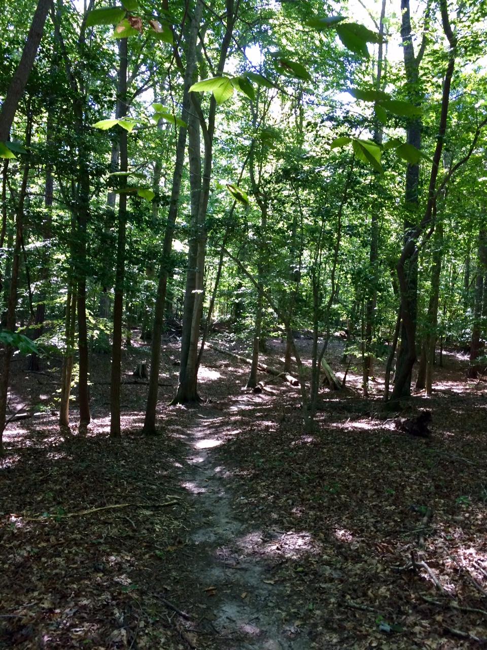 A tranquil forest path winding through dense greenery, with sunlight filtering through the leaves above, illuminating the woodland floor covered in leaves and twigs. Harwood's Mill mountain bike trail.